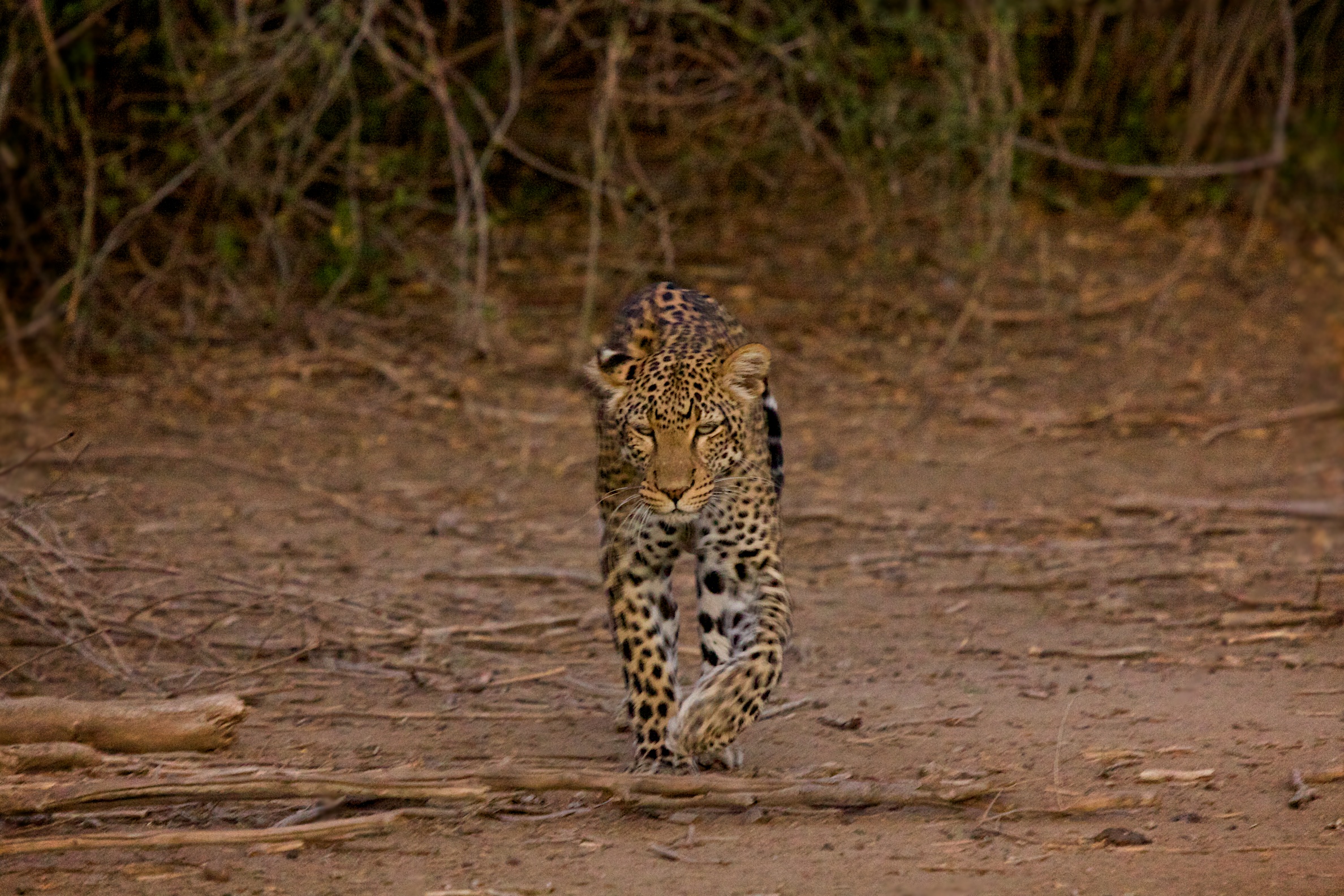 Sarara+Leopard.jpg