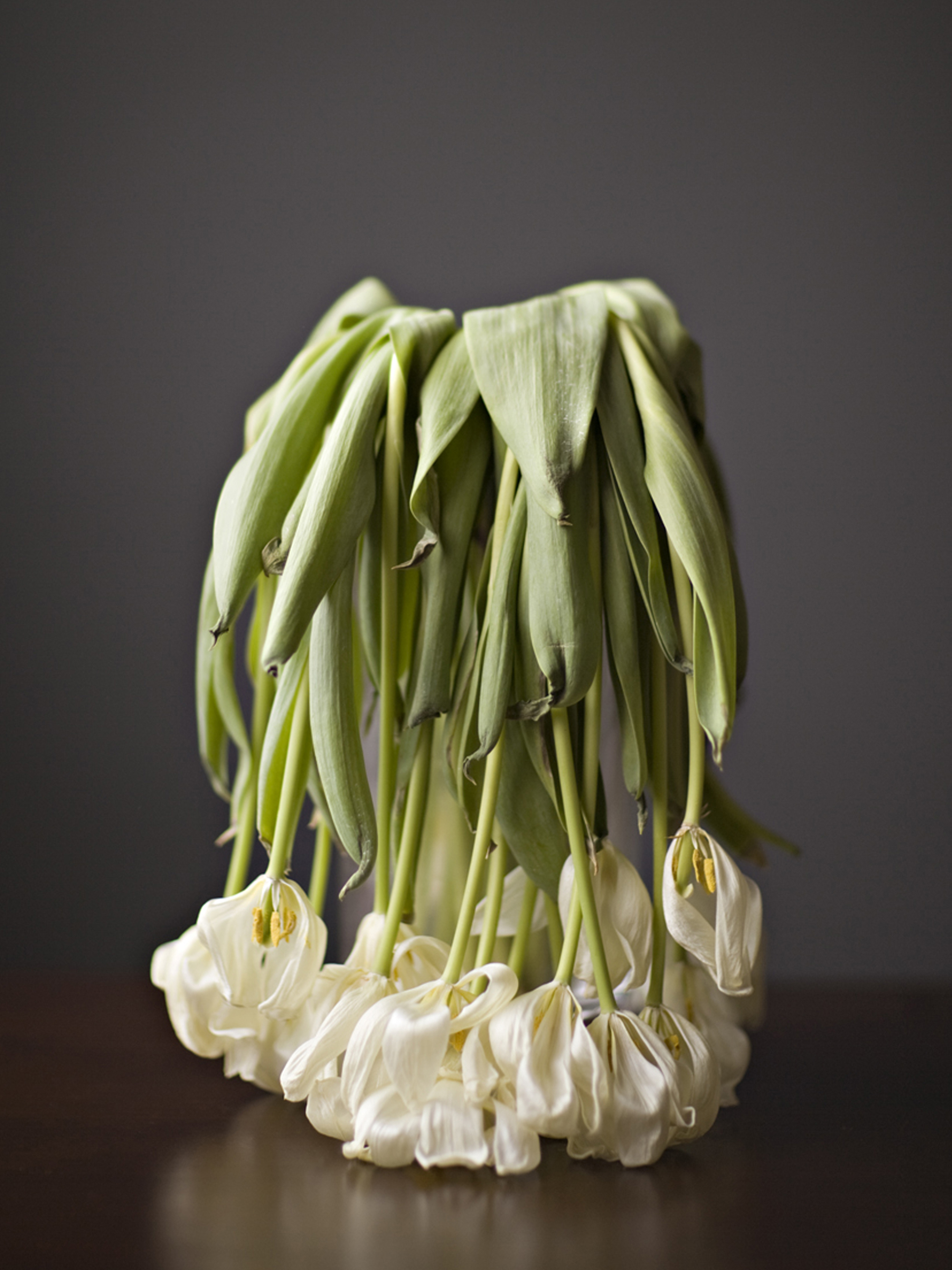 dead tulips