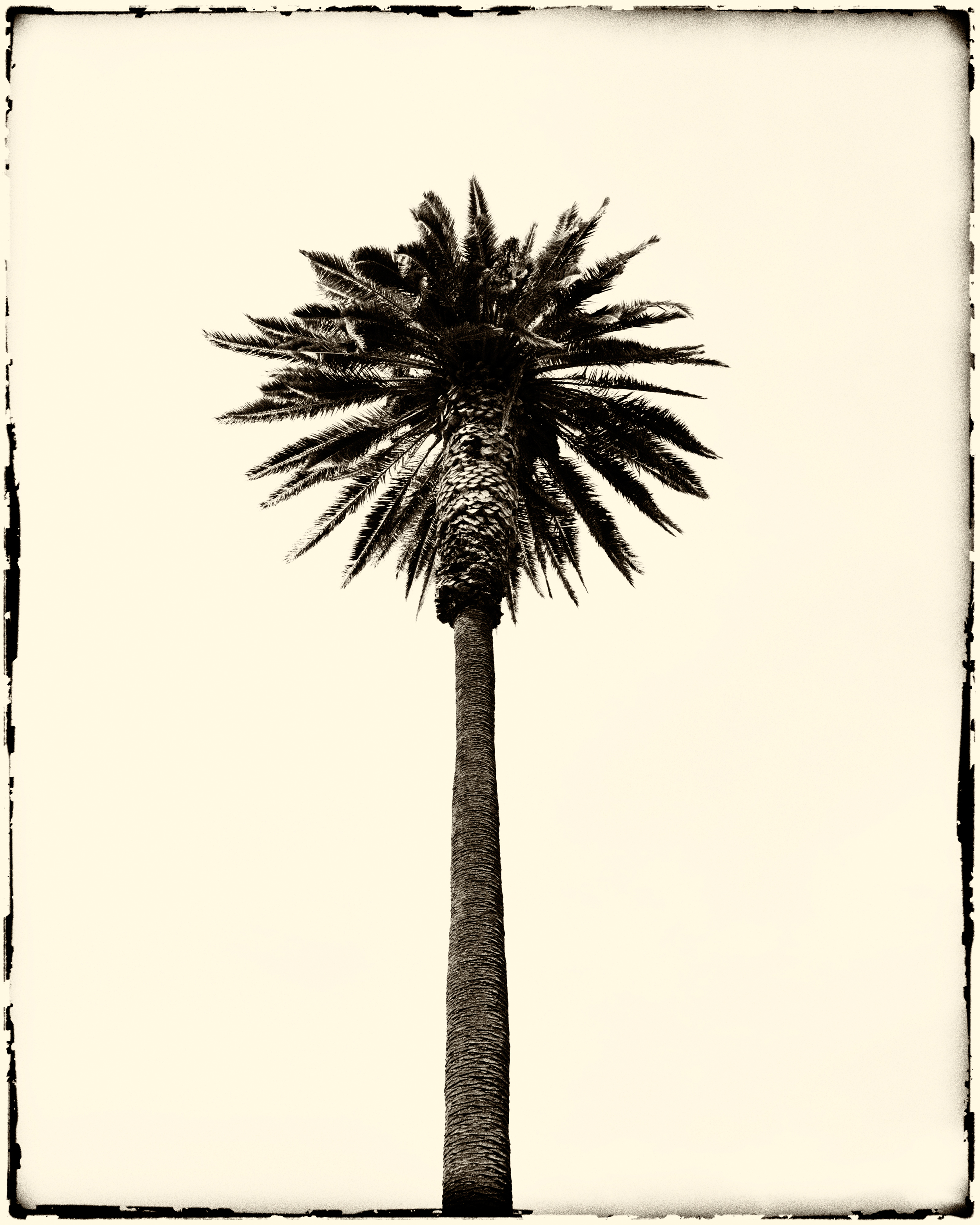 palm tree III