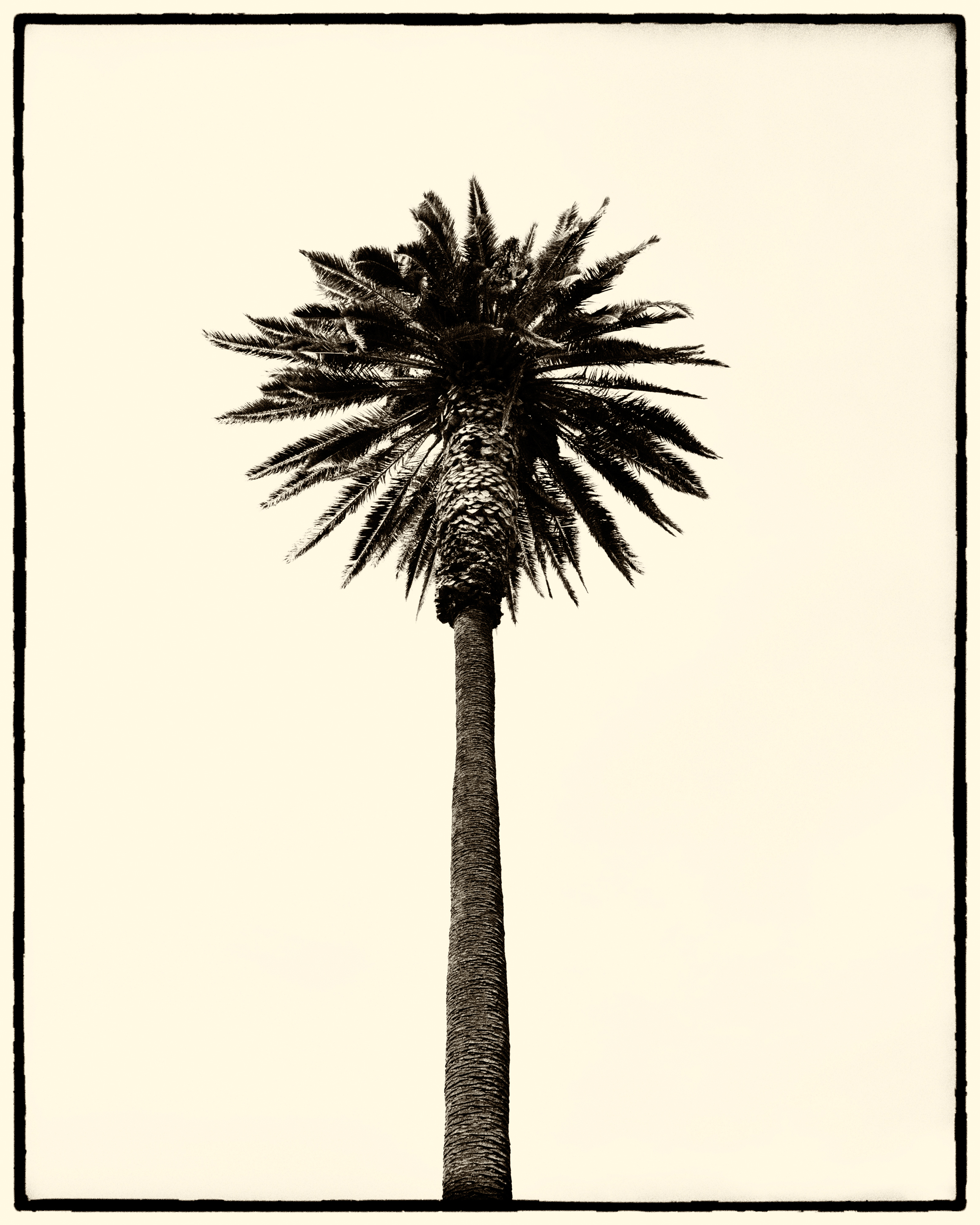 palm tree IV