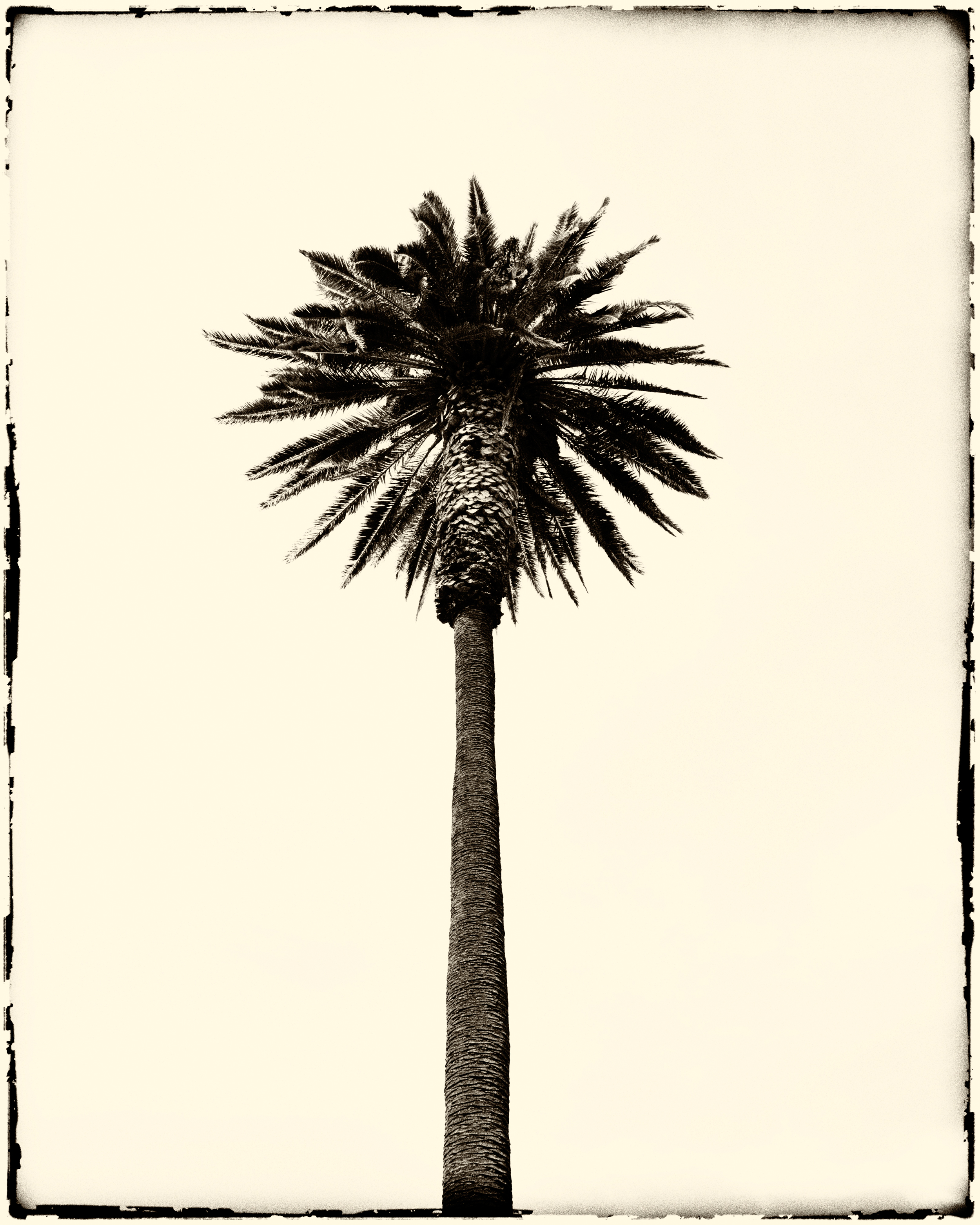 palm tree V