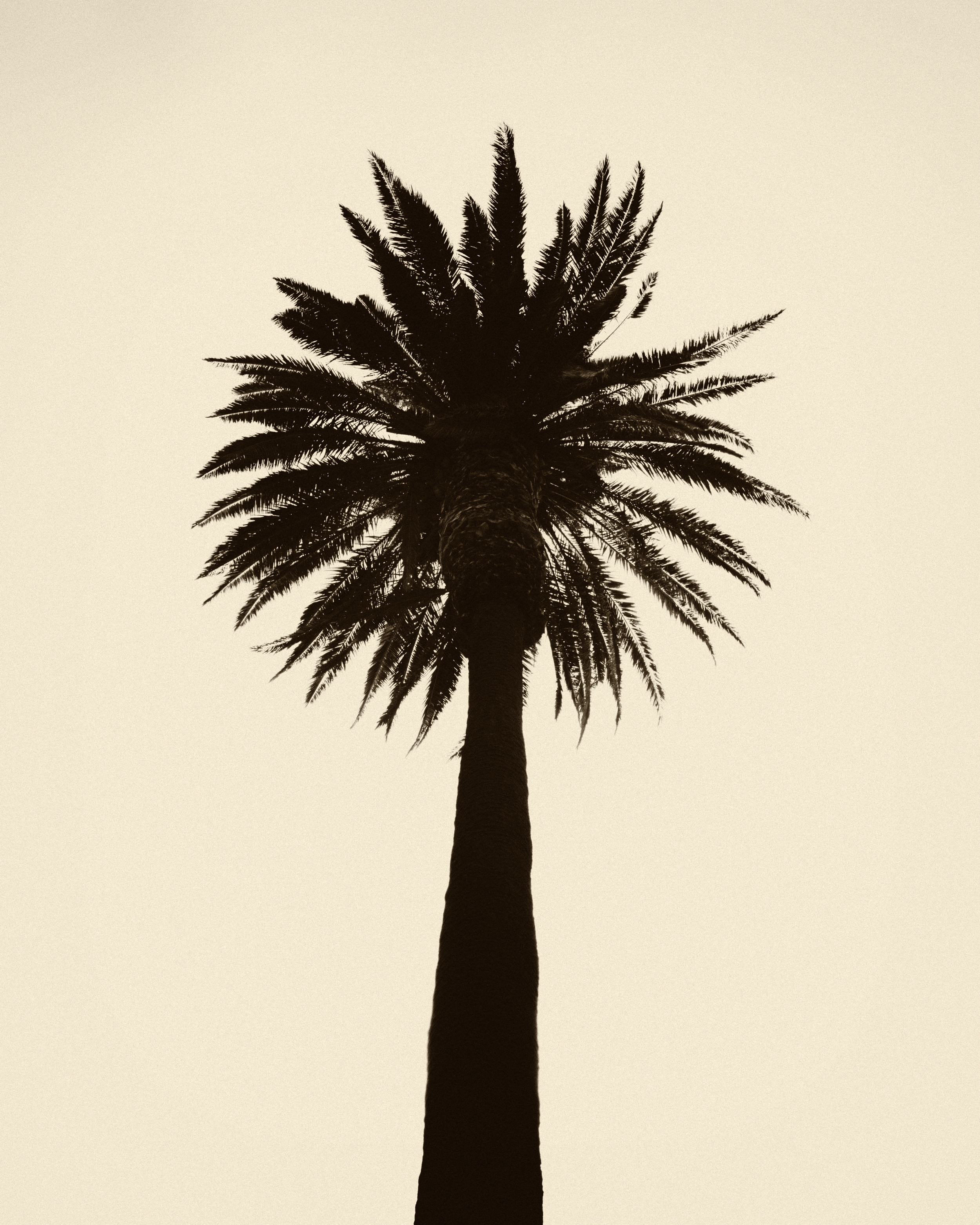 palm tree VII