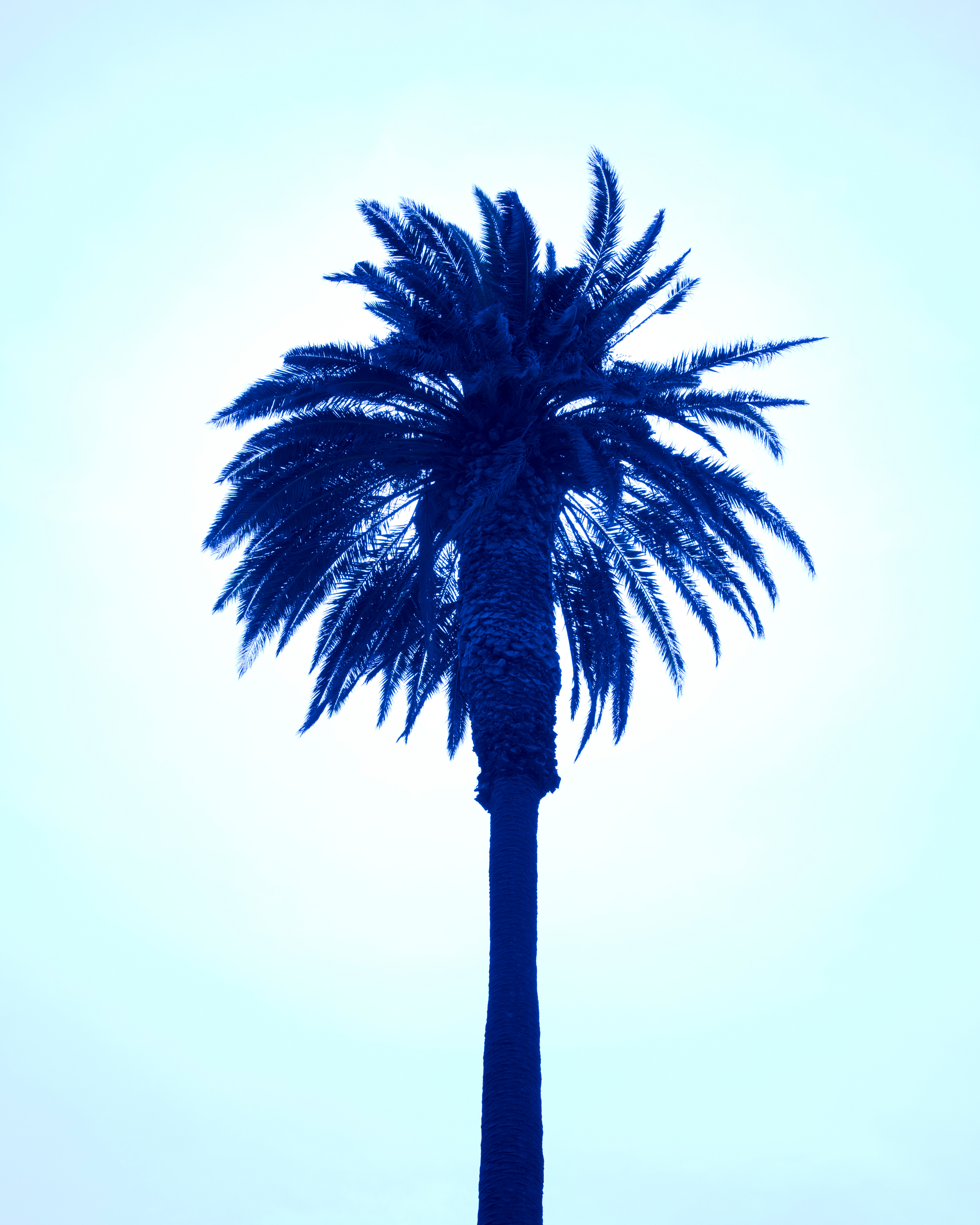 palm tree X