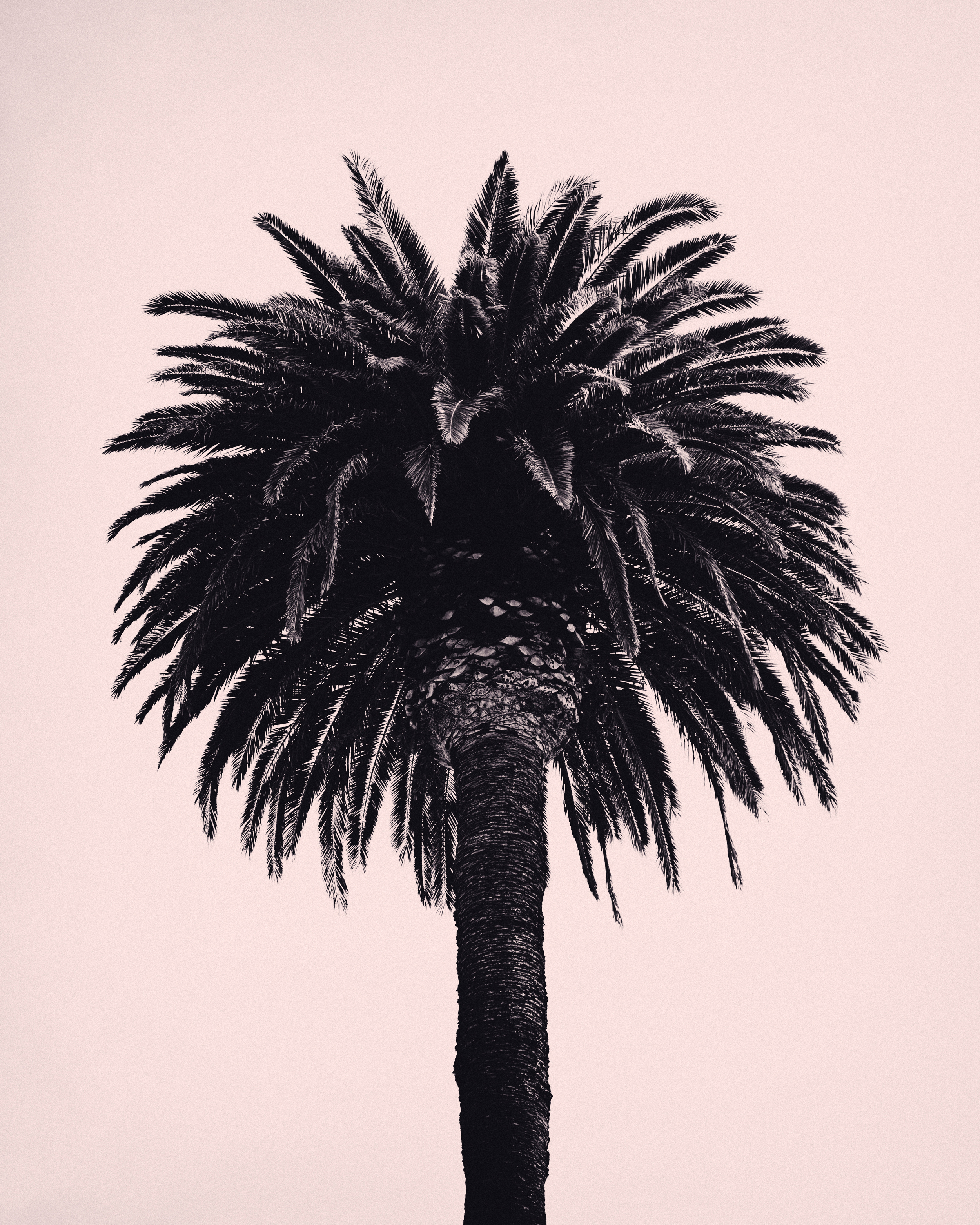 palm tree IX