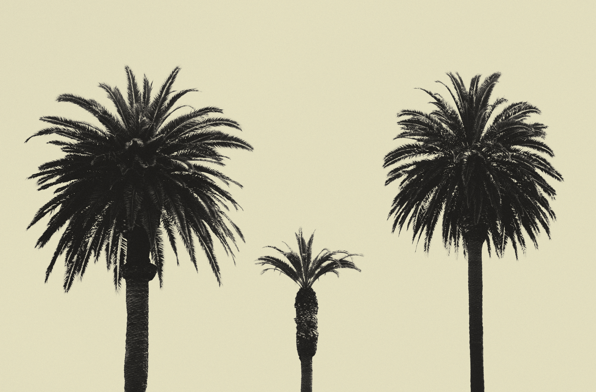 palm trees XI