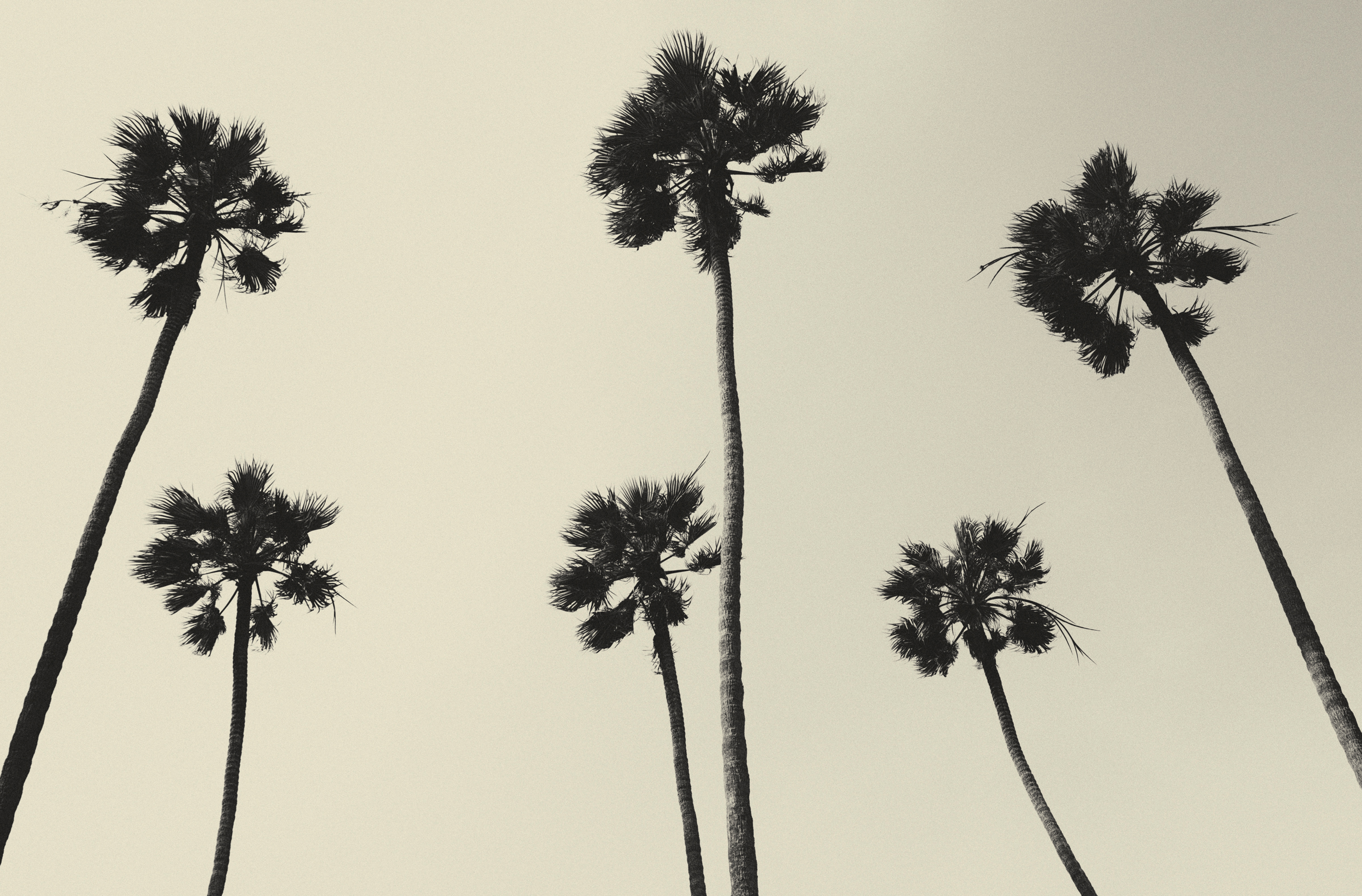 palm trees XII