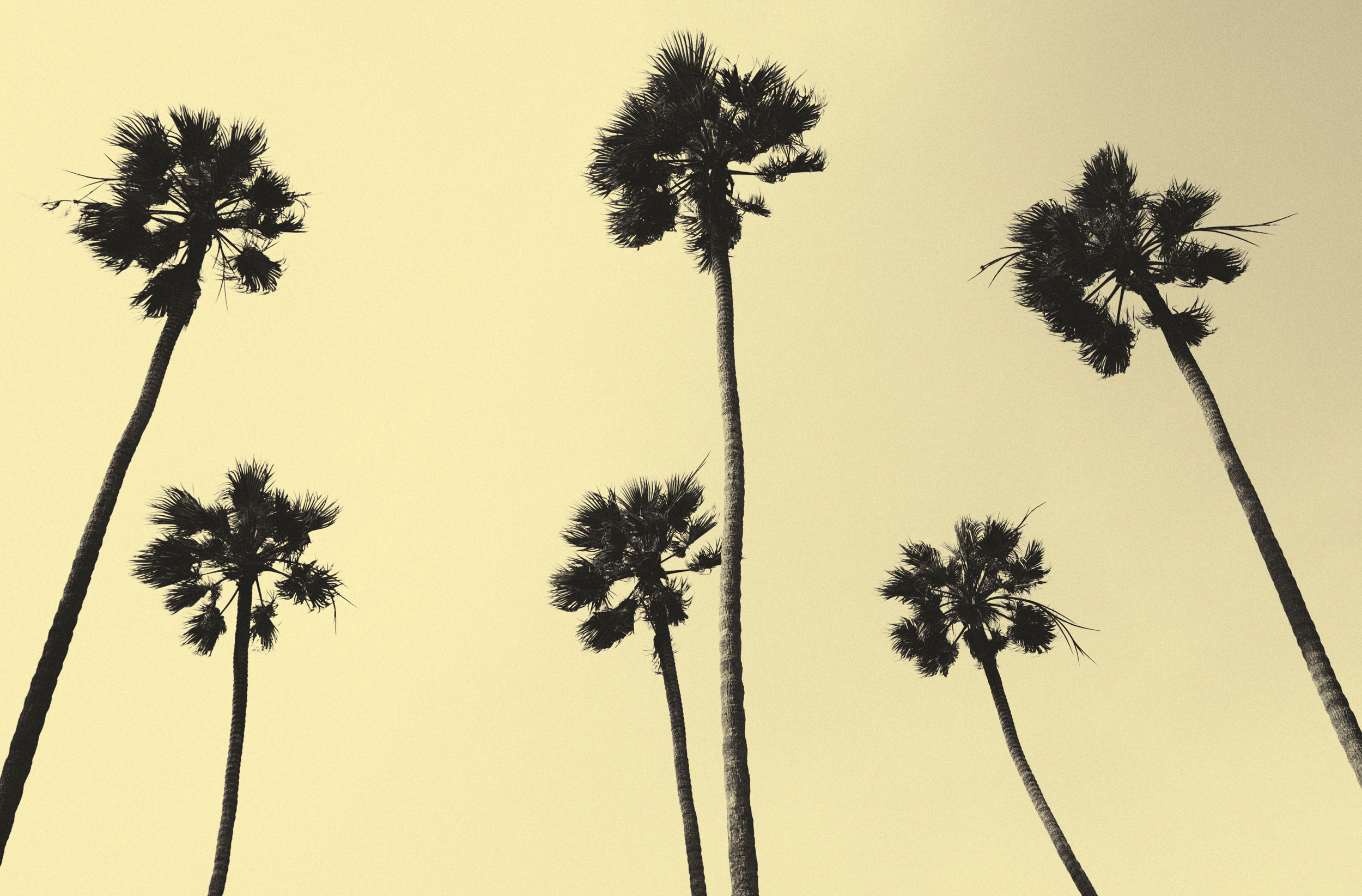 palm trees XIII