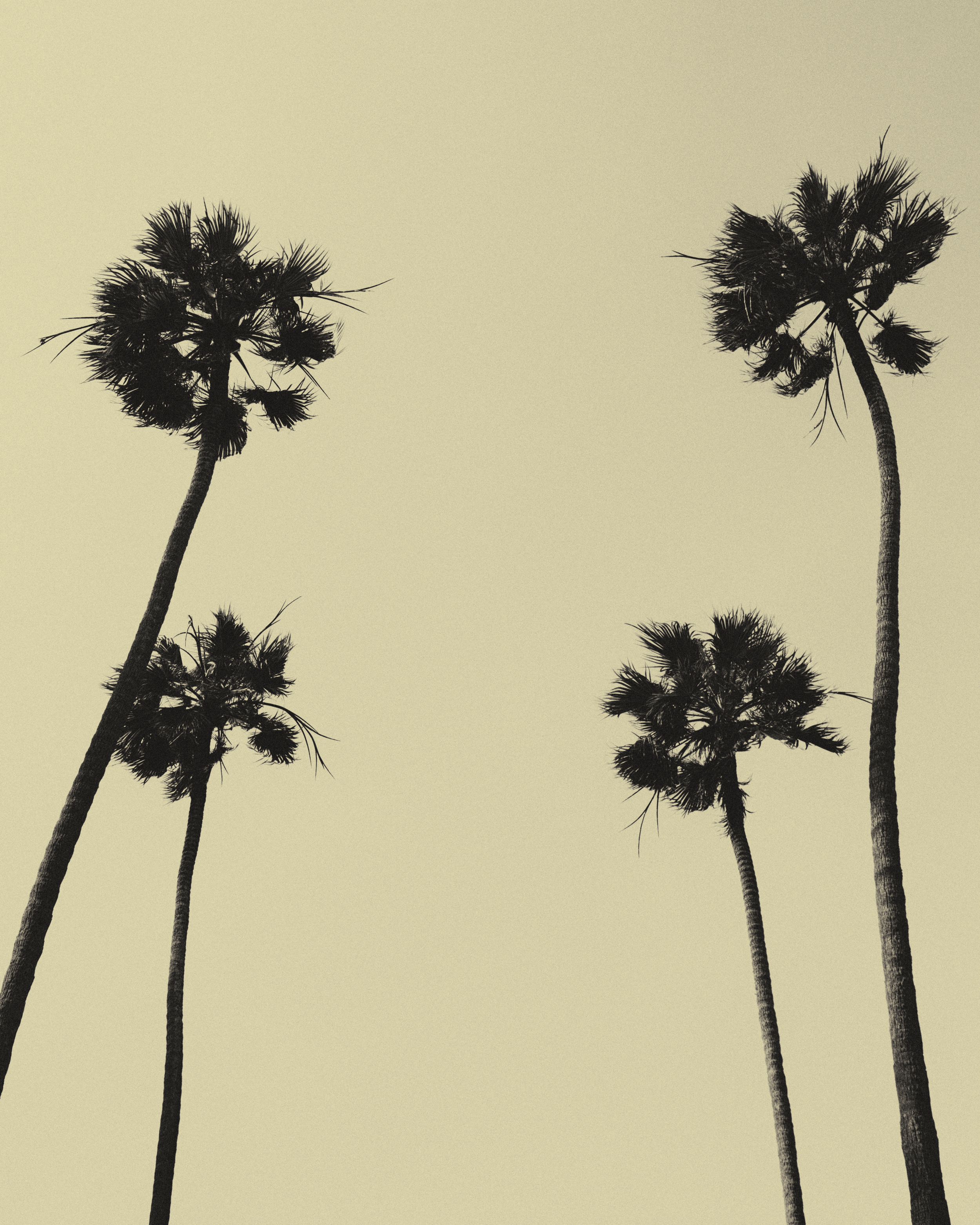 palm trees II