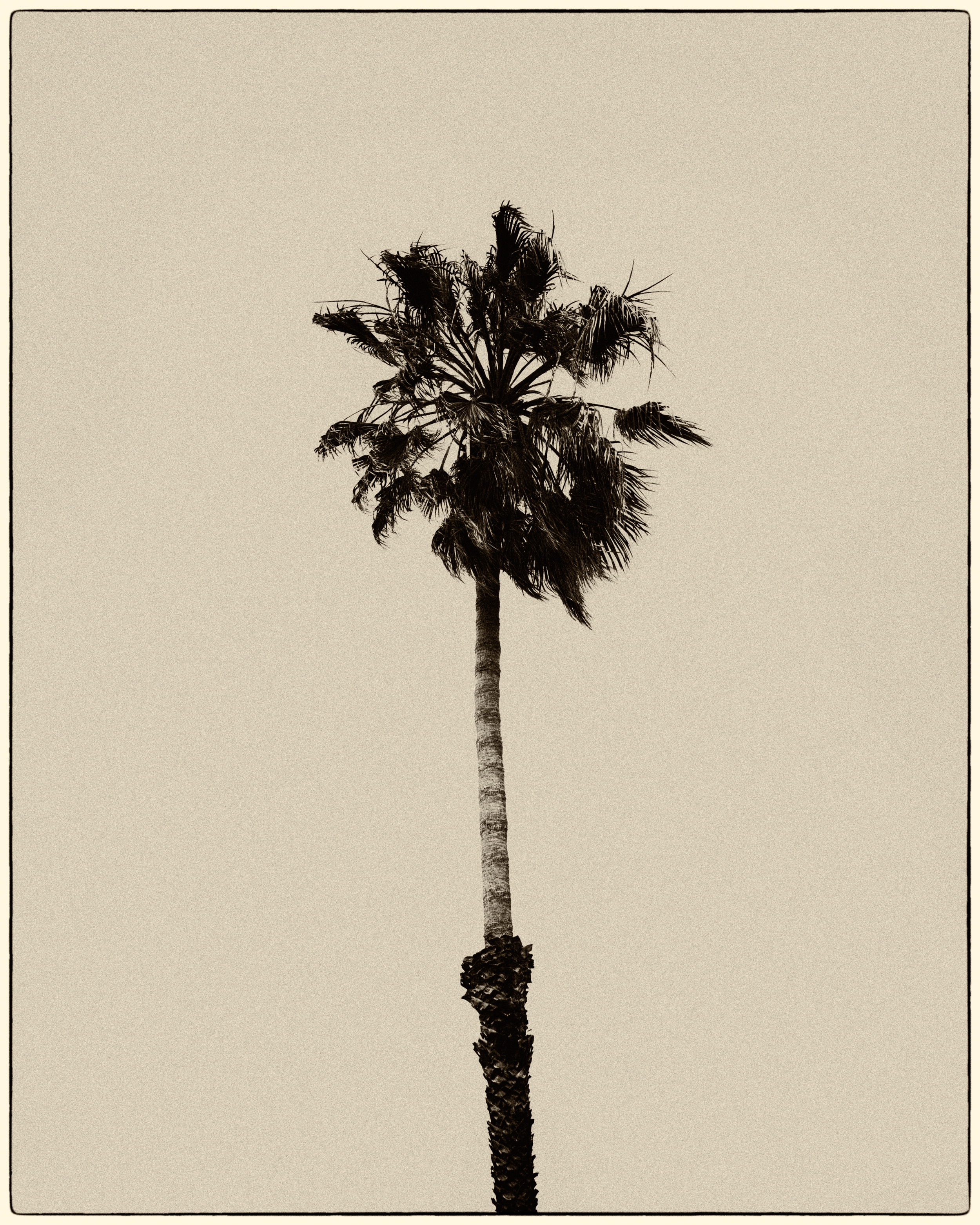 palm tree VI