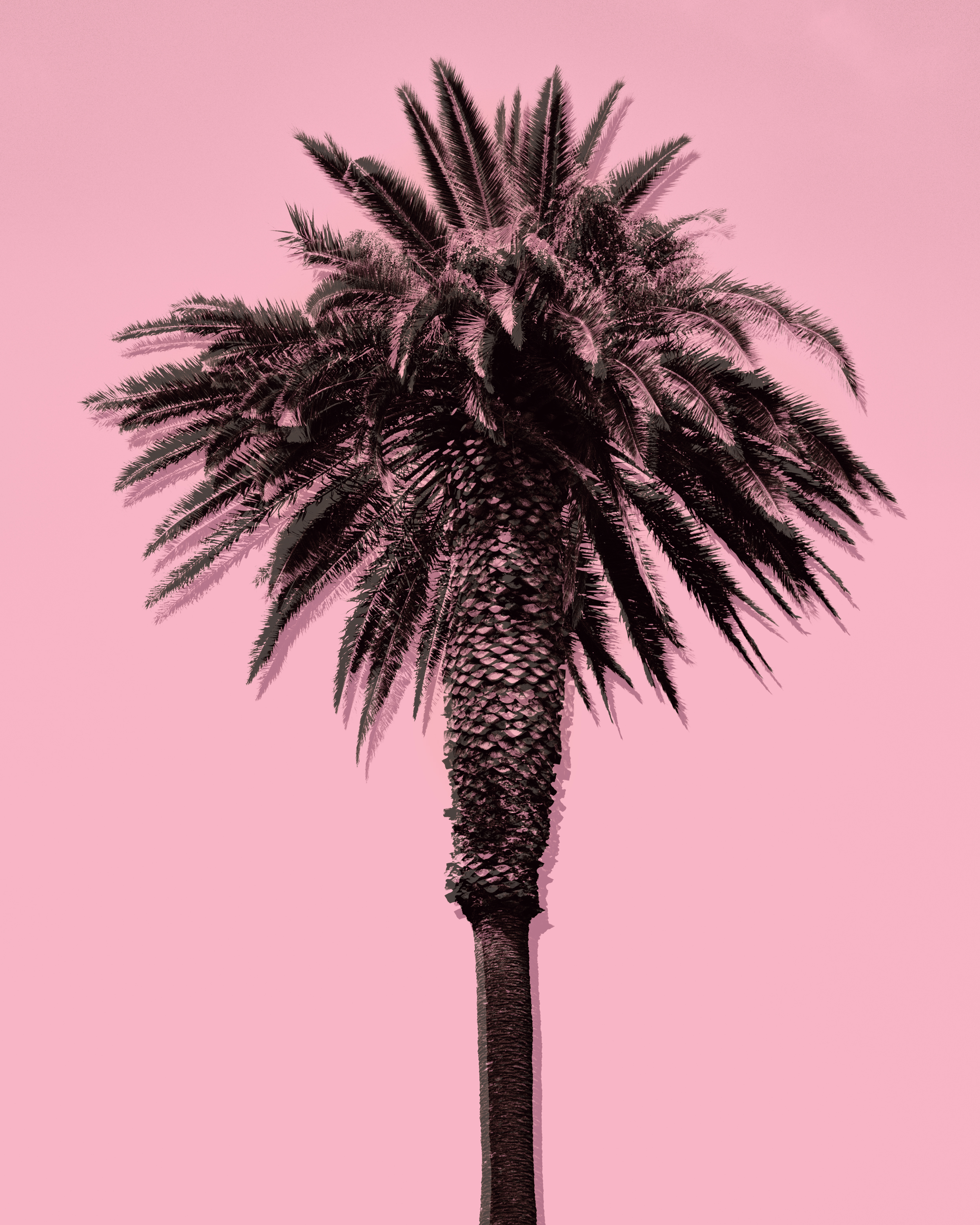palm tree, pink version