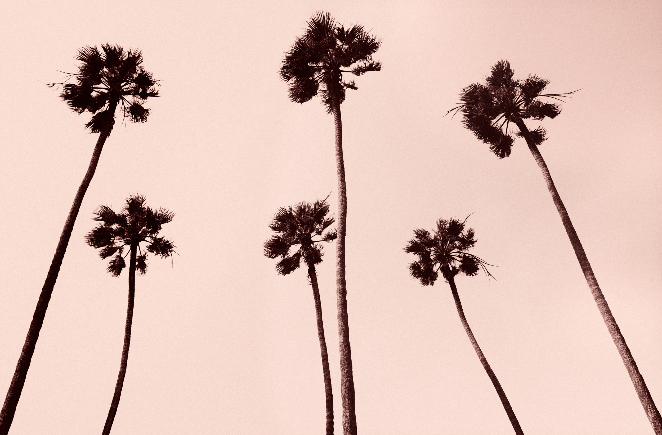 palm trees XIV, copper version