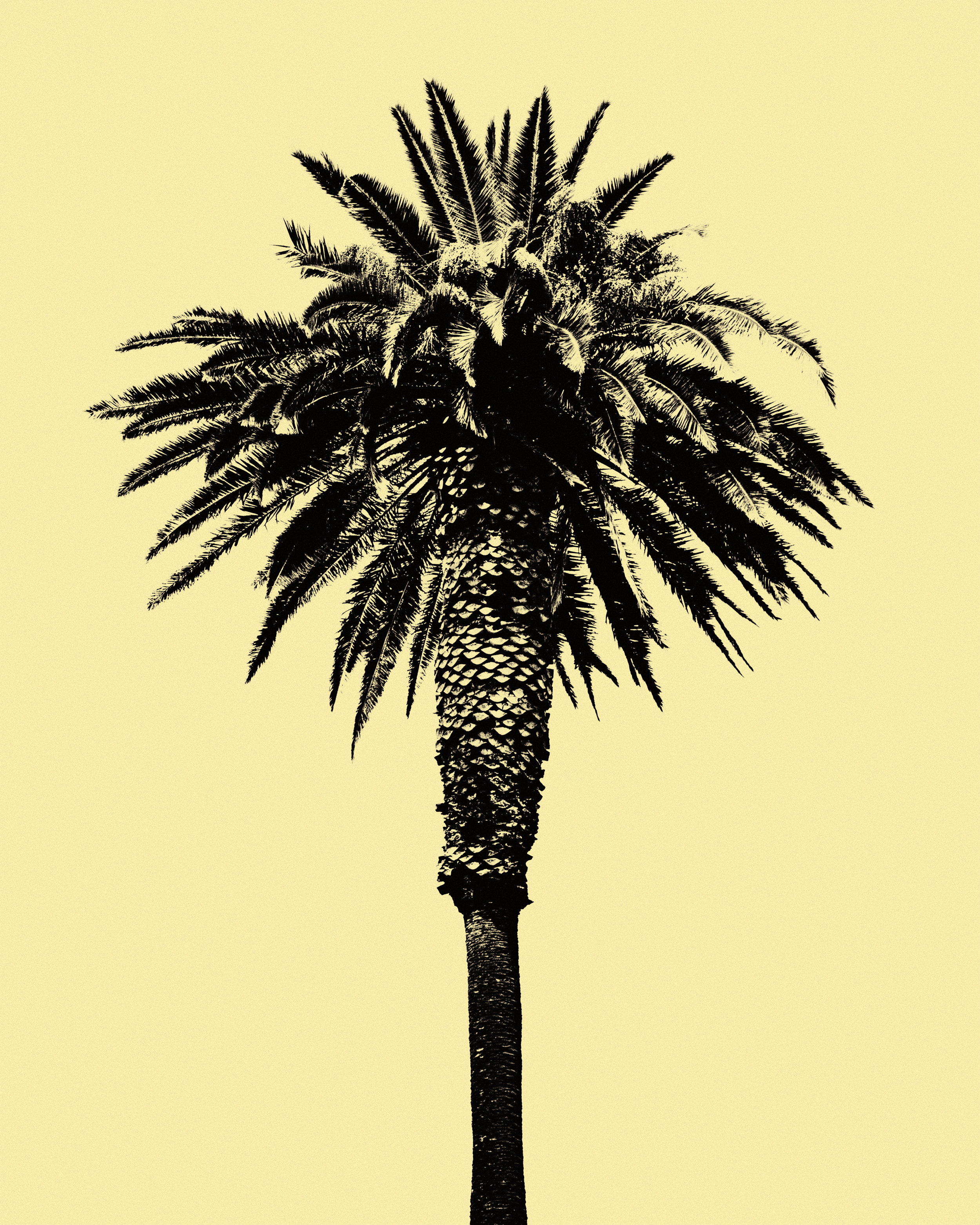 palm tree I