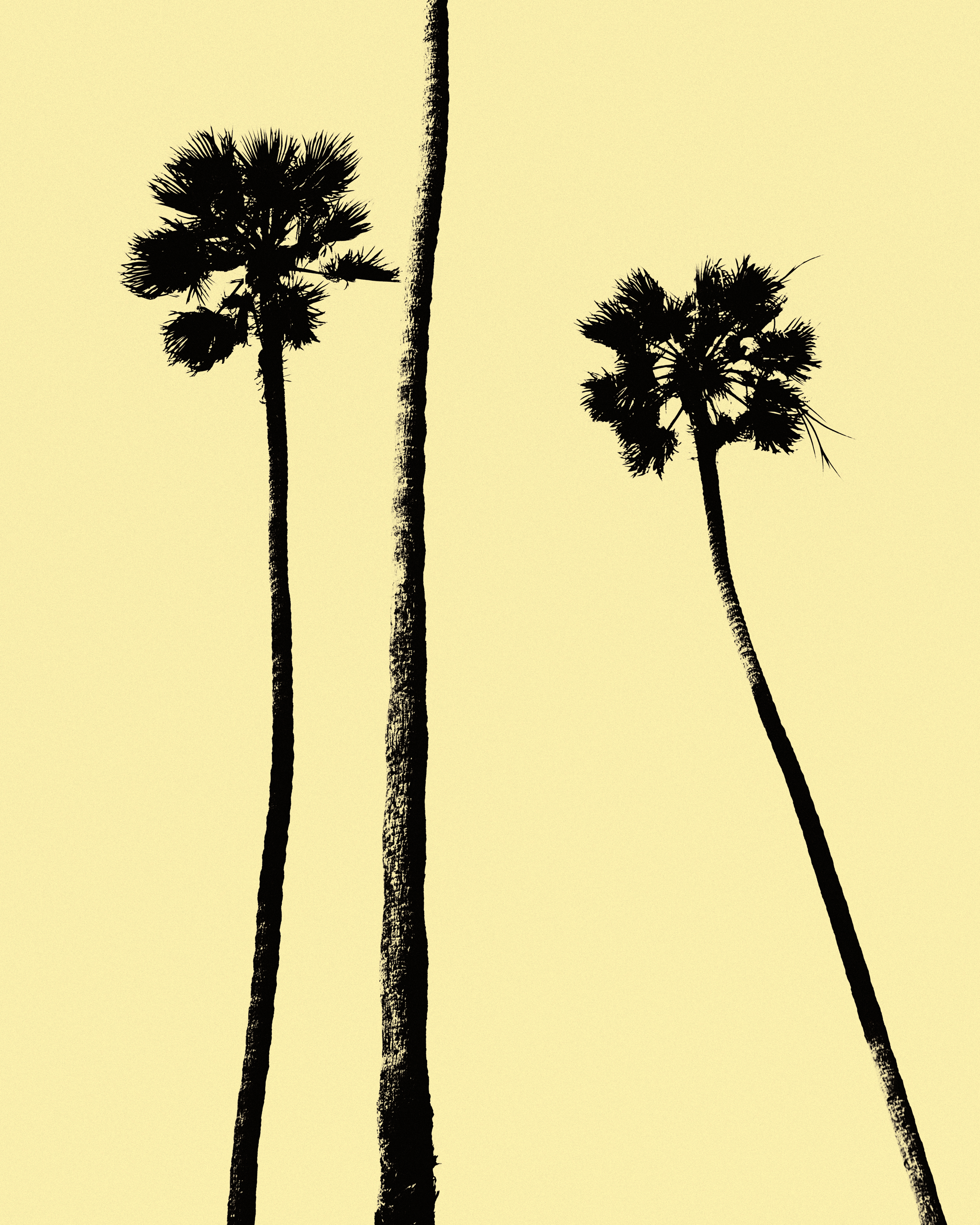 palm trees I