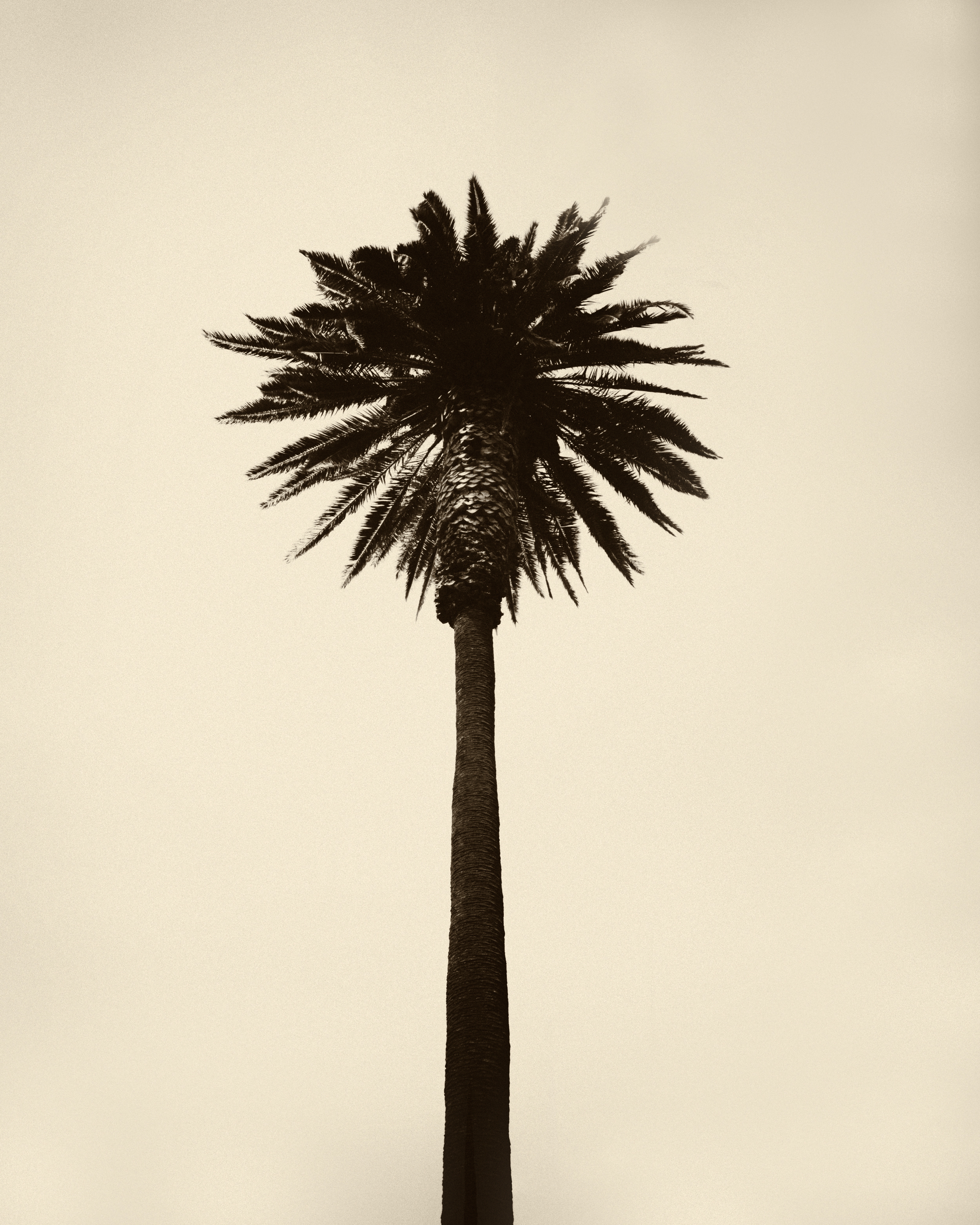 PALM_TREES-1979_antique.jpg