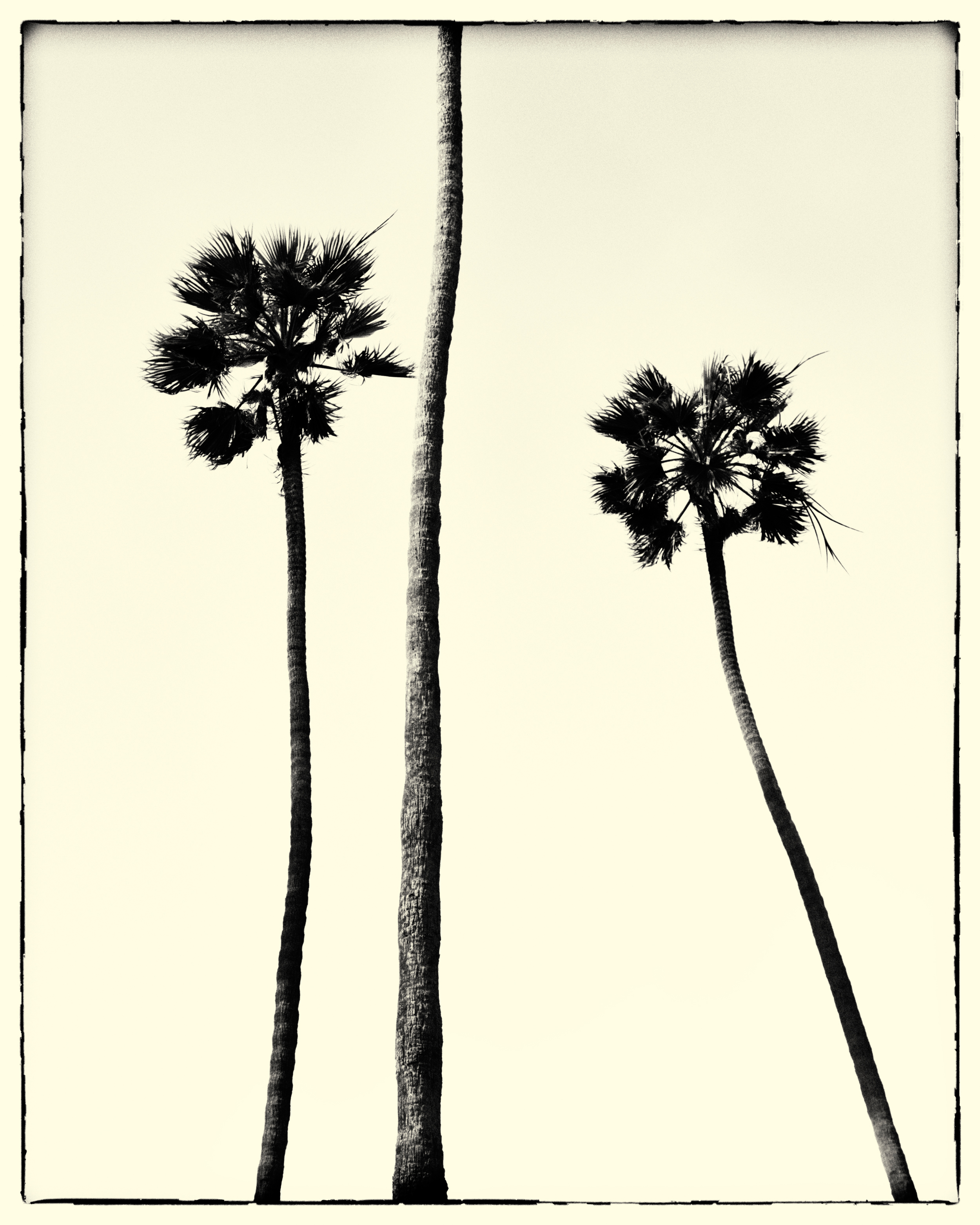 PALM_TREES-2000_ylw2_border5.jpg