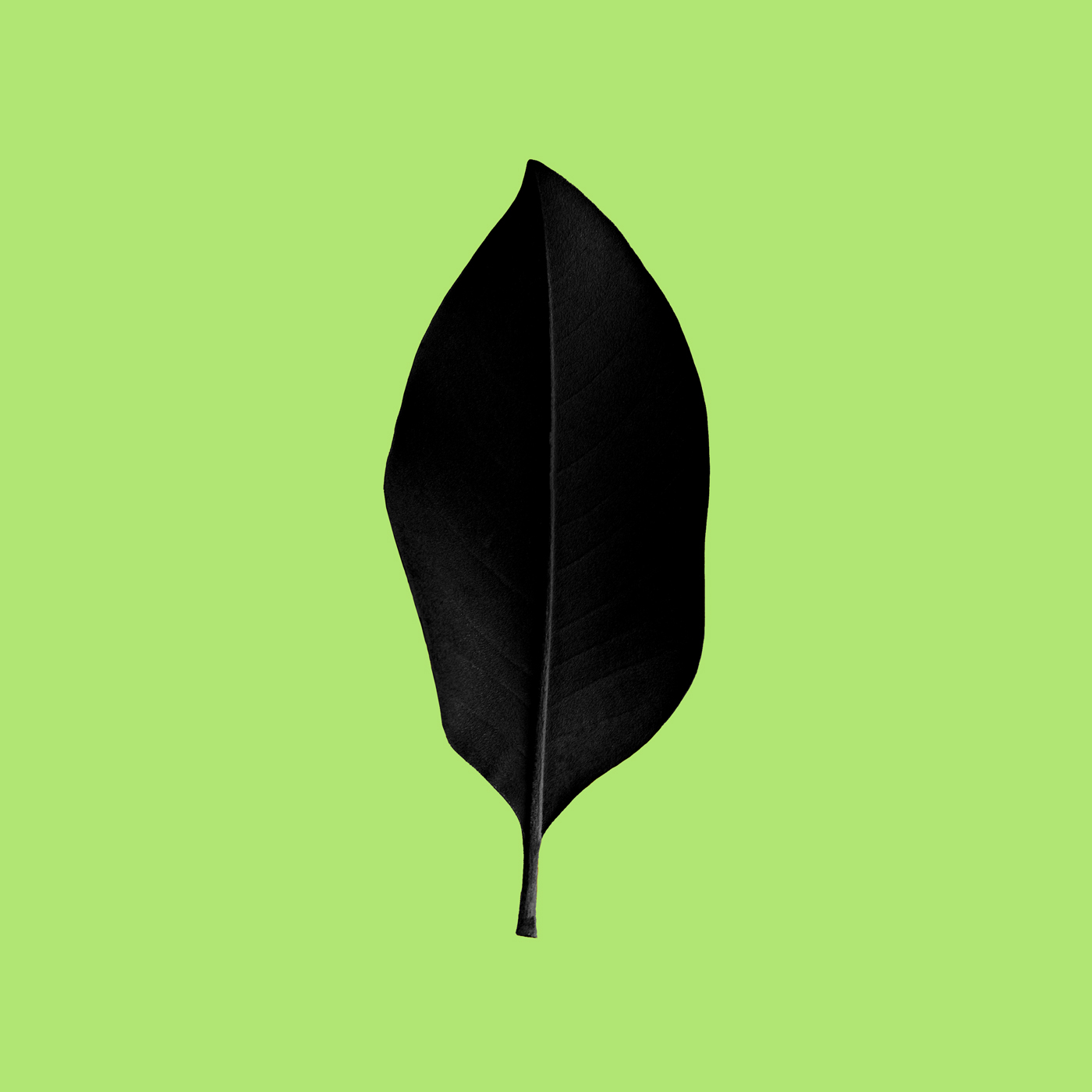 Leaf_I_ZW8G1885.jpg