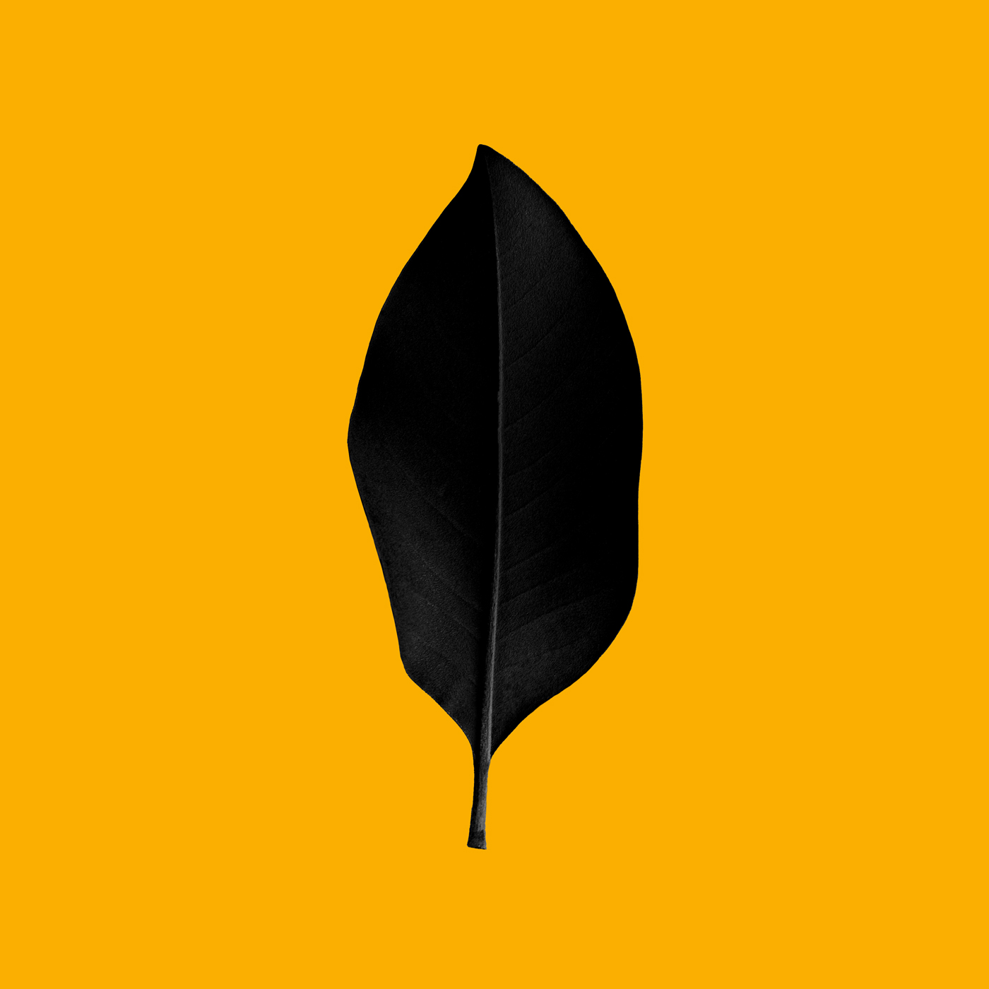 Leaf_II.jpg