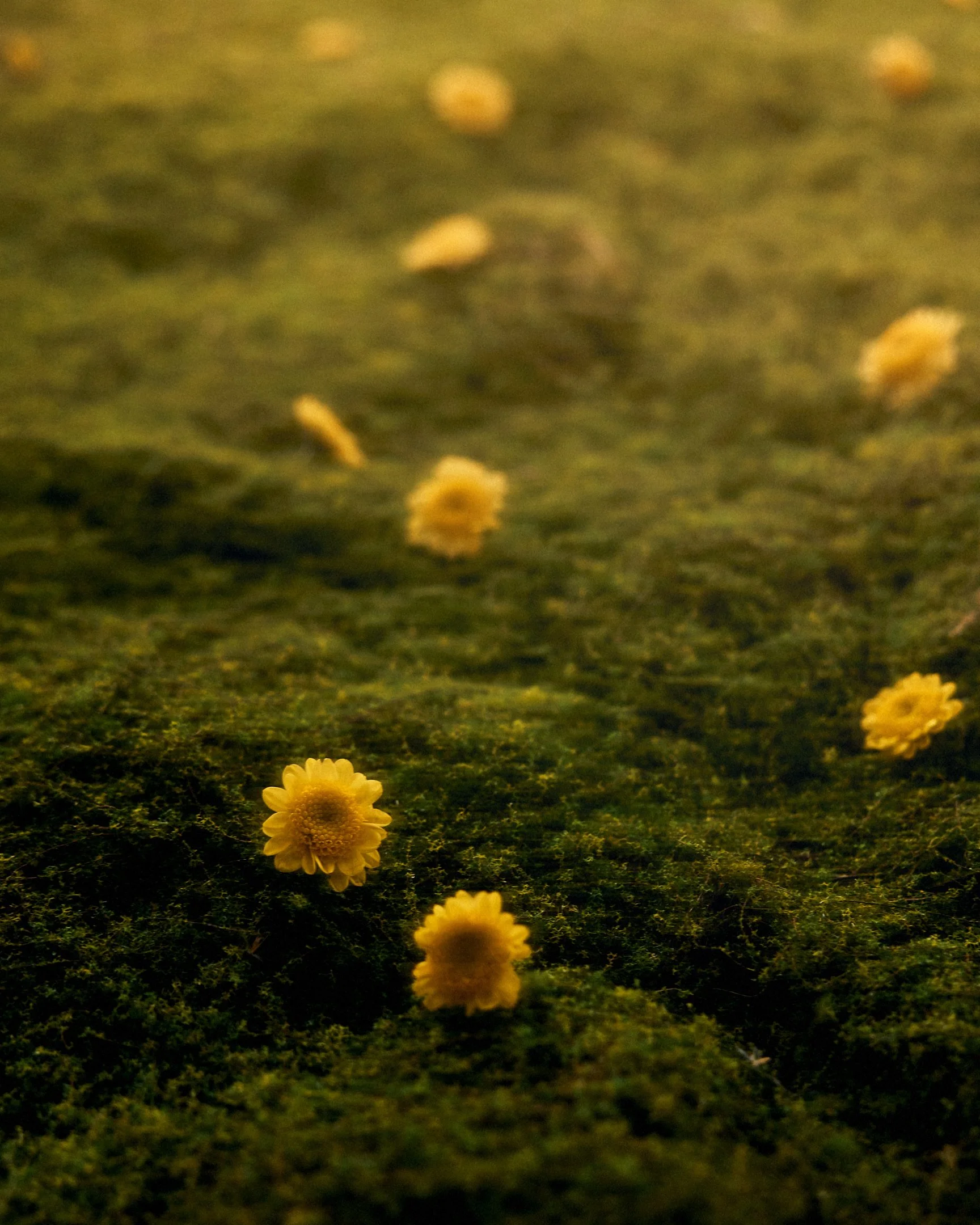 Yellow x Ke Qing_007~00890.jpg