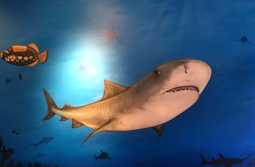 shark.jpg