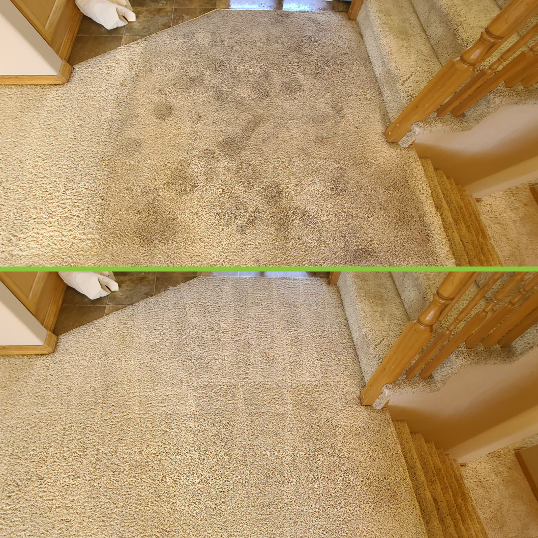 Pet Stain and Odor Removal Before and After