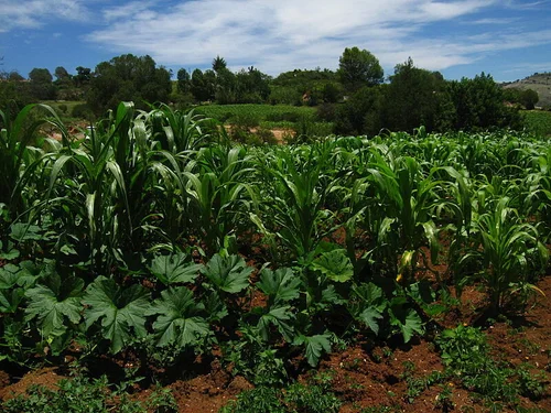 Milpa
