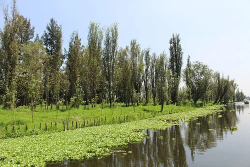 Chinampa