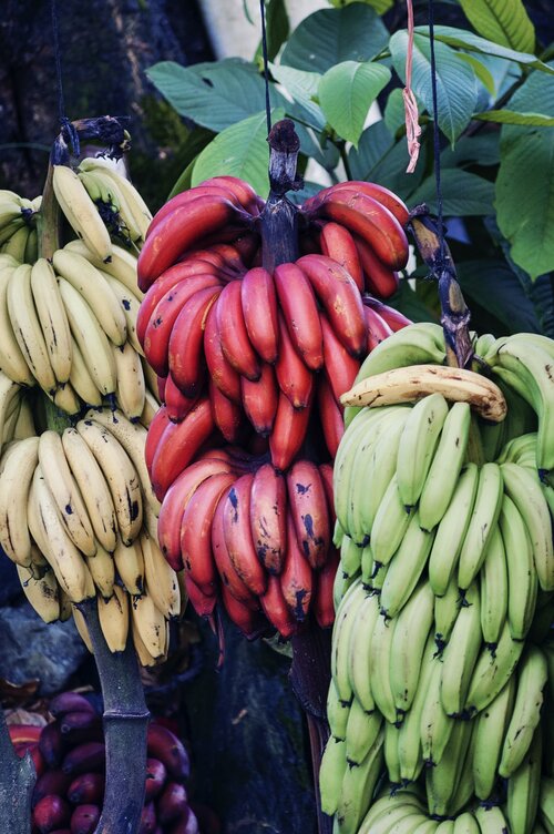 Puerto Rico has an ideal climate for growing tropical fruit.