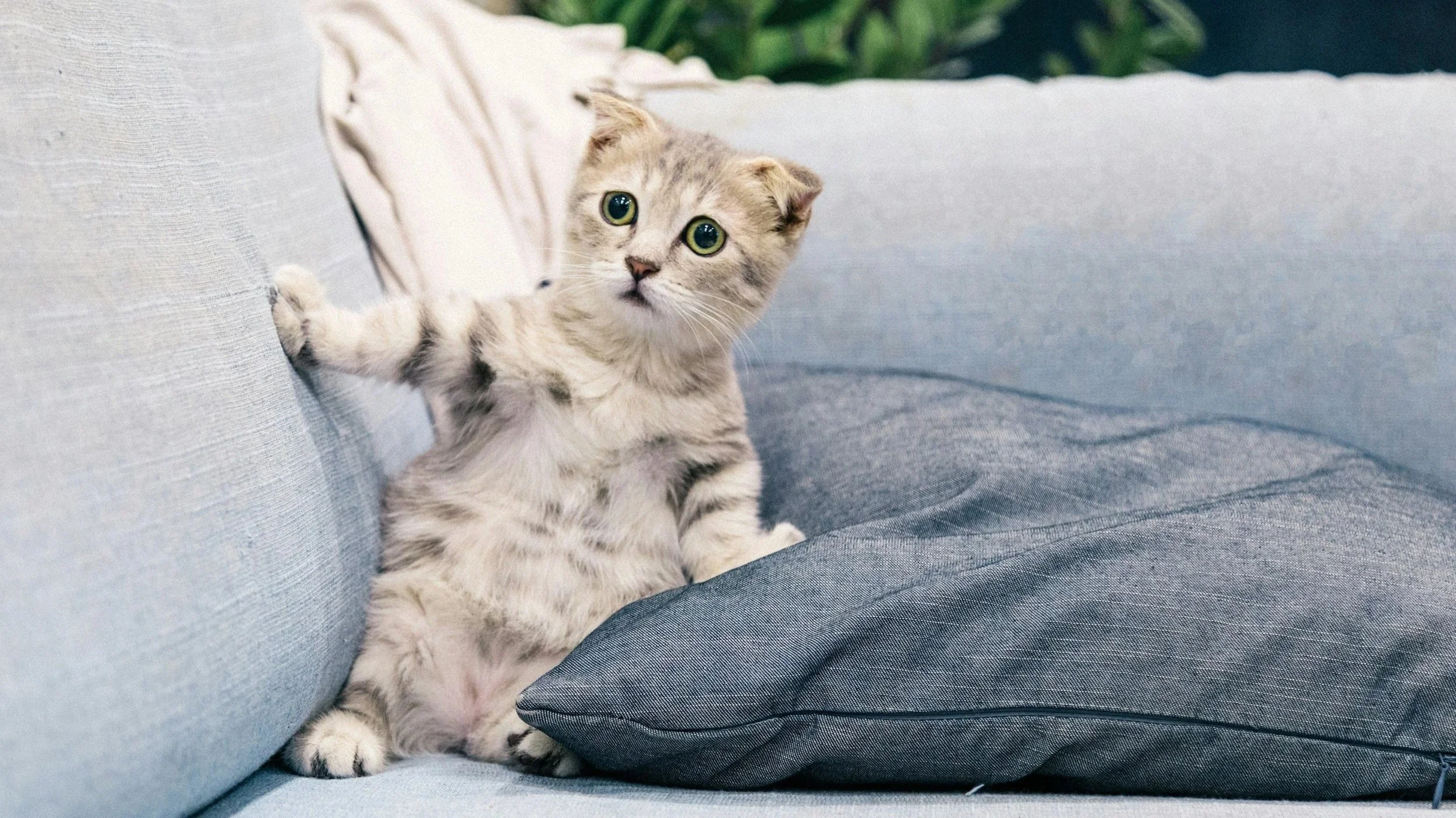Interaksi dengan Kucing