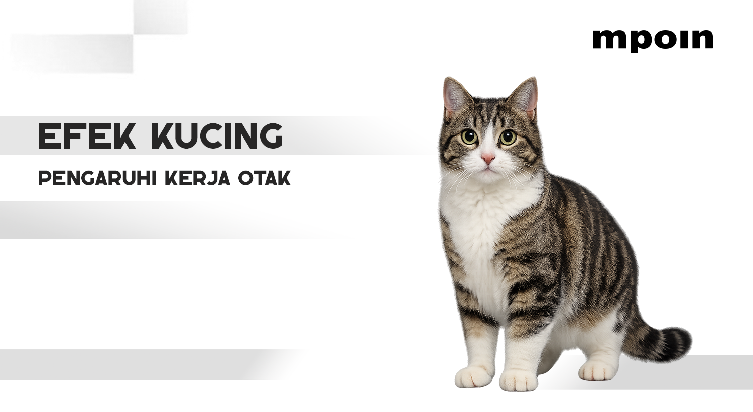 Memelihara Kucing Bisa Mengubah Otak? Ini Penjelasan Ilmiahnya