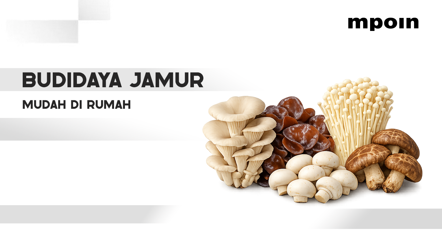 5 Jenis Jamur yang Mudah Dibudidaya untuk Pemula di Rumah
