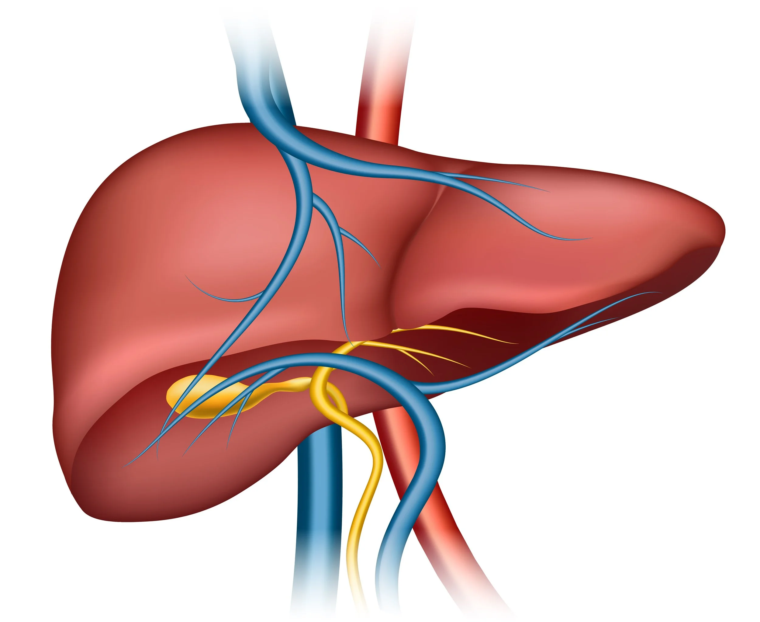 Sering Dikonsumsi Tanpa Sadar, Ini 5 Minuman yang Bisa Merusak Liver