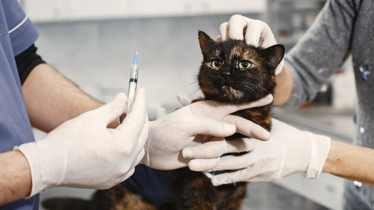 Jangan Lewatkan Pemeriksaan ke Dokter Hewan