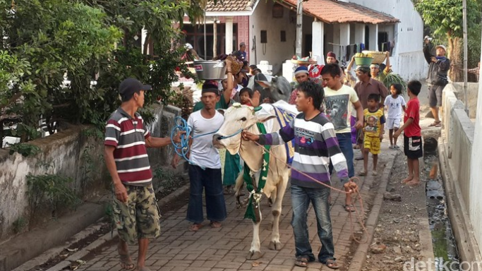 Manten Sapi di Pasuruan