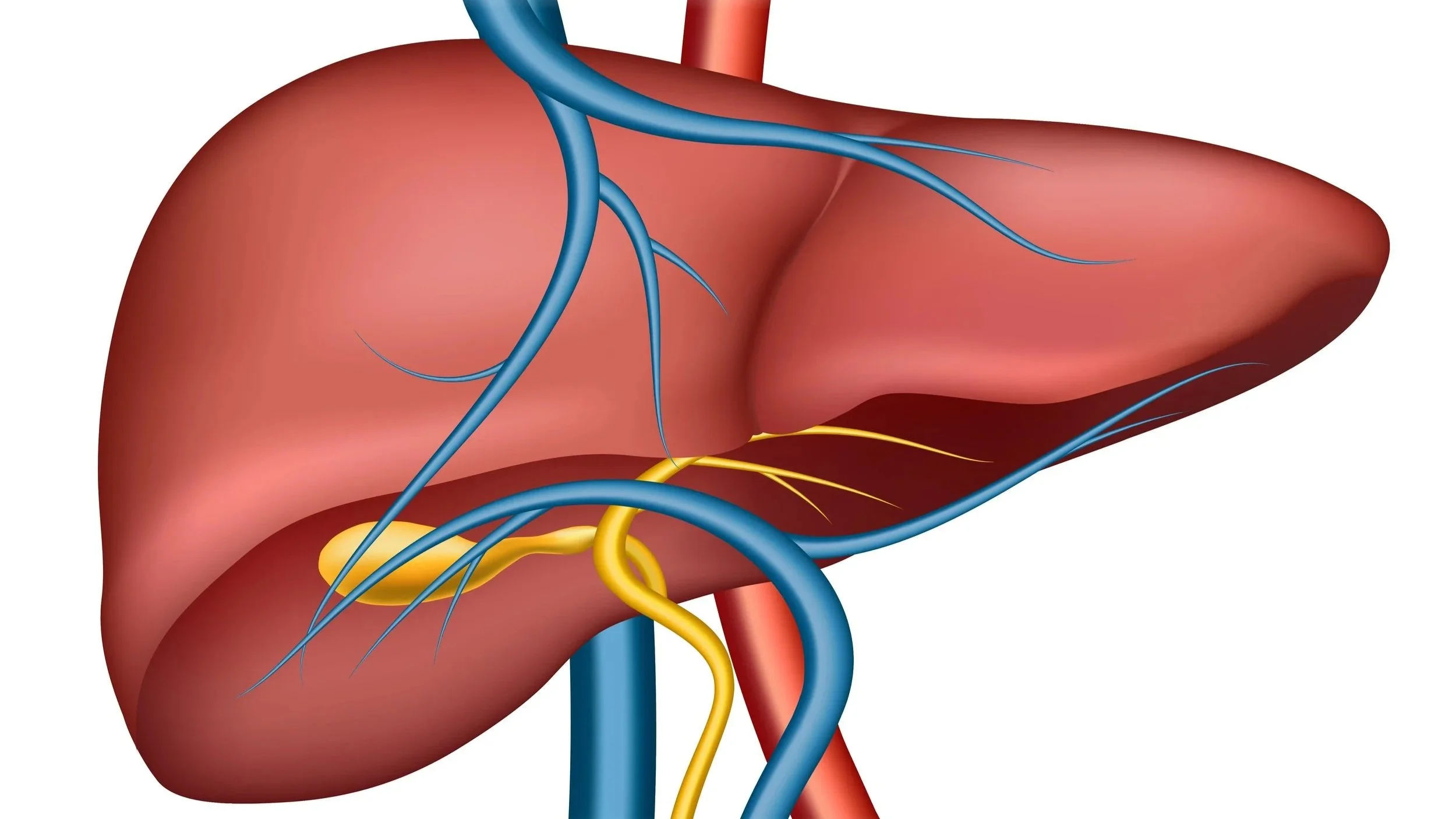 Liver