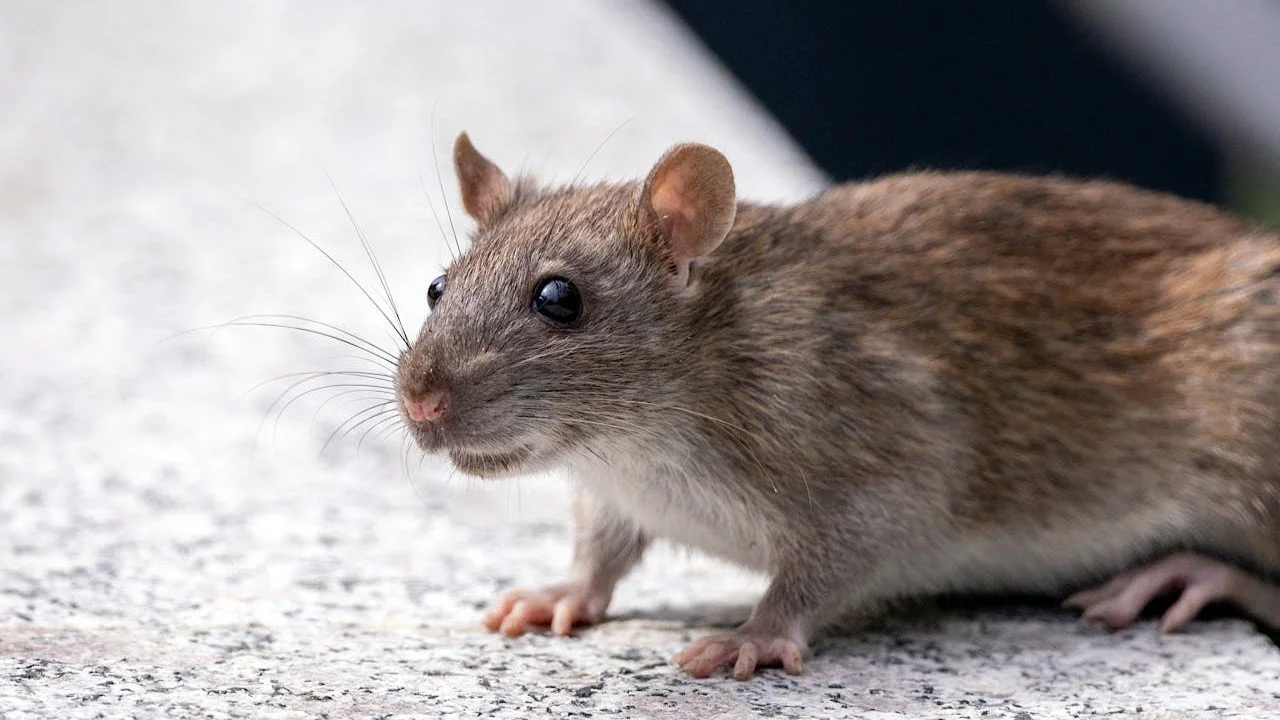 Hantavirus Menular Lewat Apa?