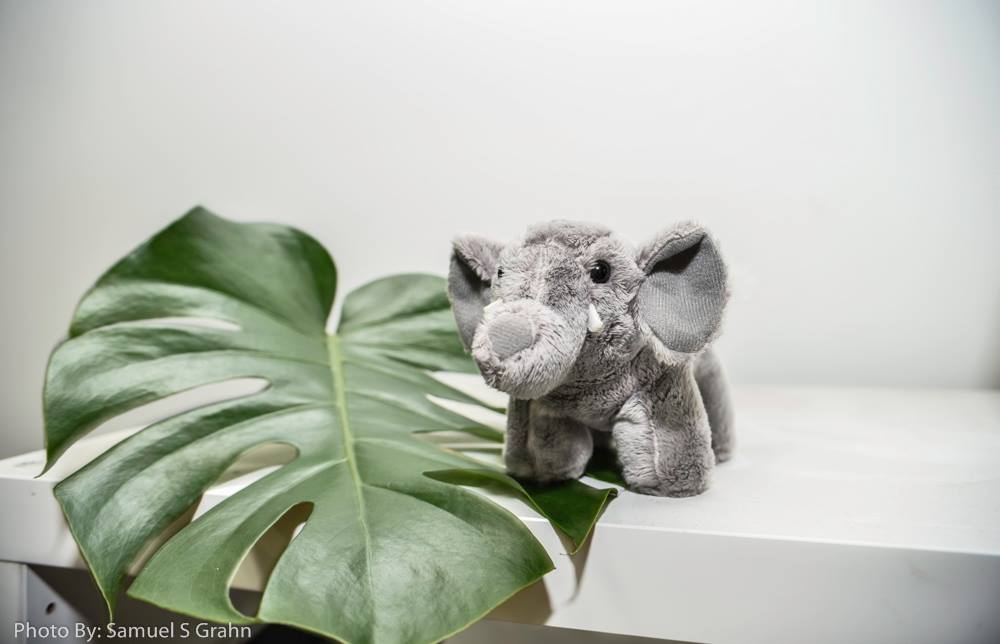 Donor and VIP appreciation with elephant gifts from the African Wildlife Foundation.