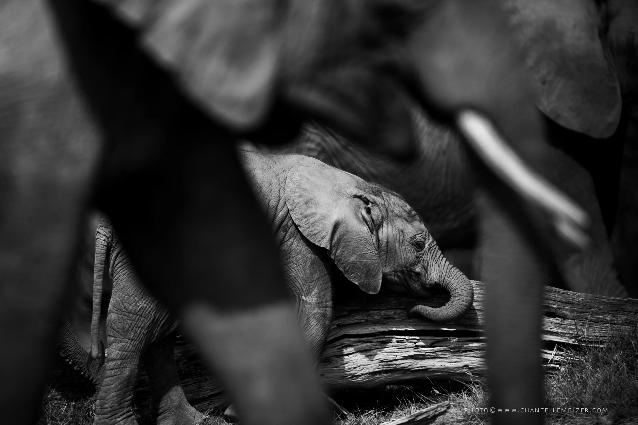 Chantelle Melzer Photography