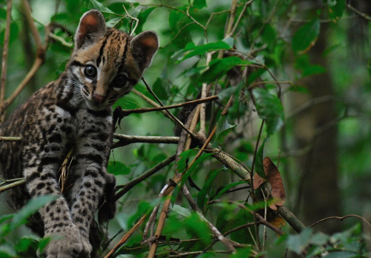 Orphaned Baby Ocelot, Khan as photographed by Harry Turner