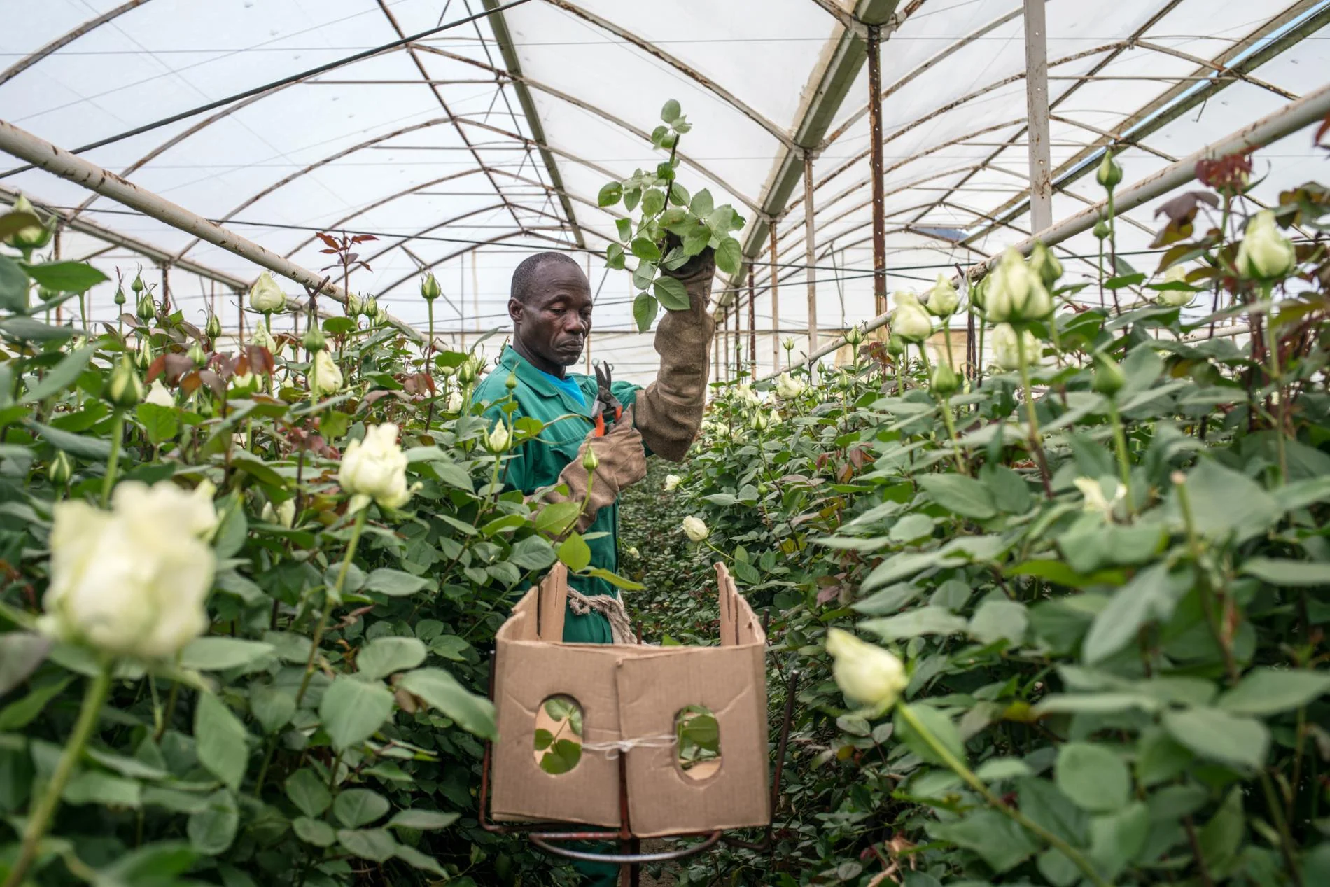 Photo by Nichole Sobecki for National Geographic capturing a geothermal generated greenhouse in Oserian, Kenya