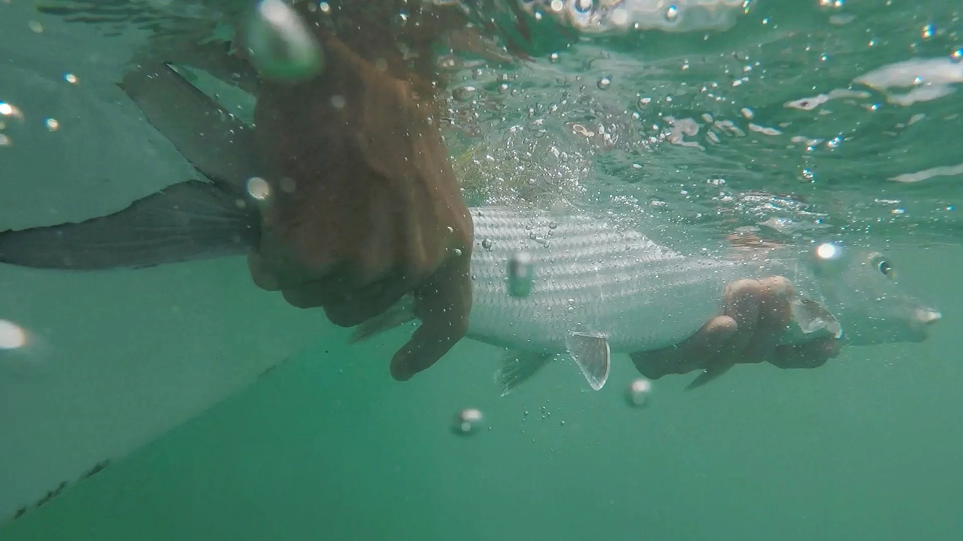 underwater+catch+and+release.jpg