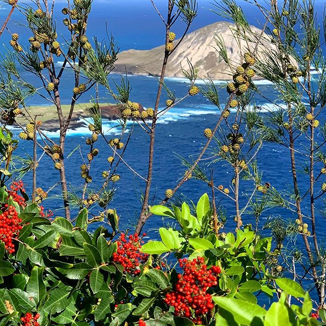 The view from Makapuu #makapuu #epicadventures #keaweadventures  #hawaii