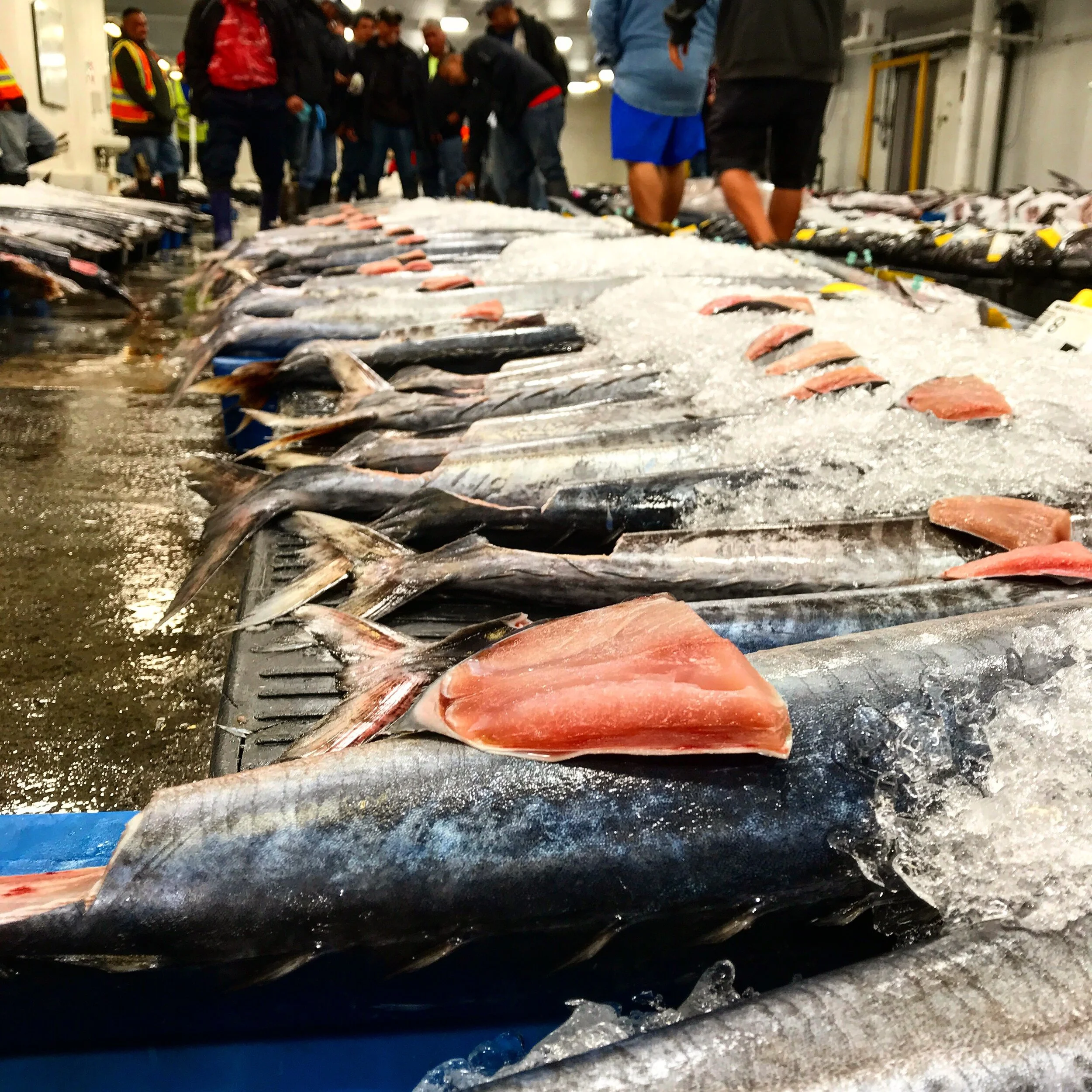 The Intern Likes Fish?