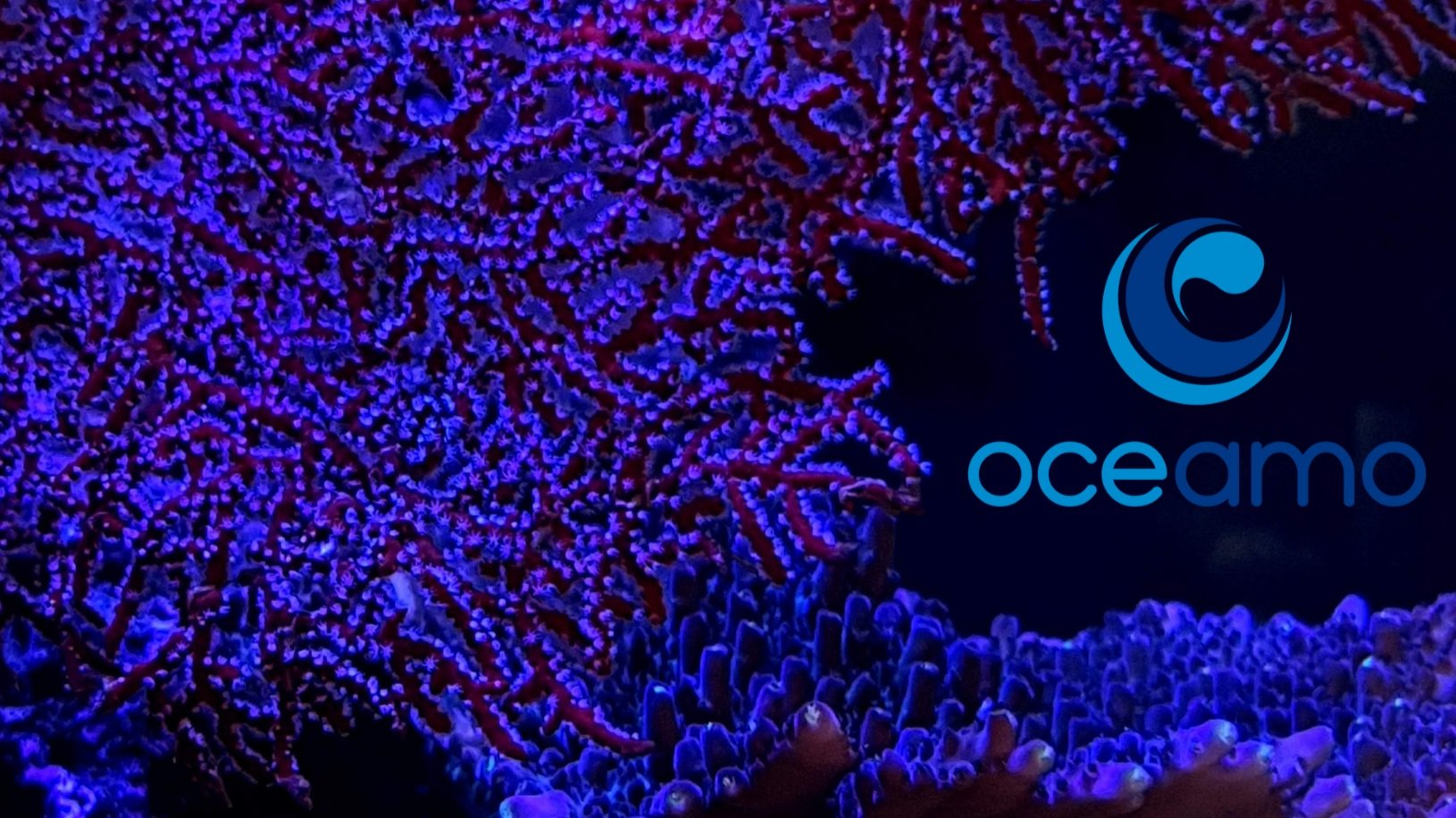 Sea+fan+with+Oceamo+logo.jpg