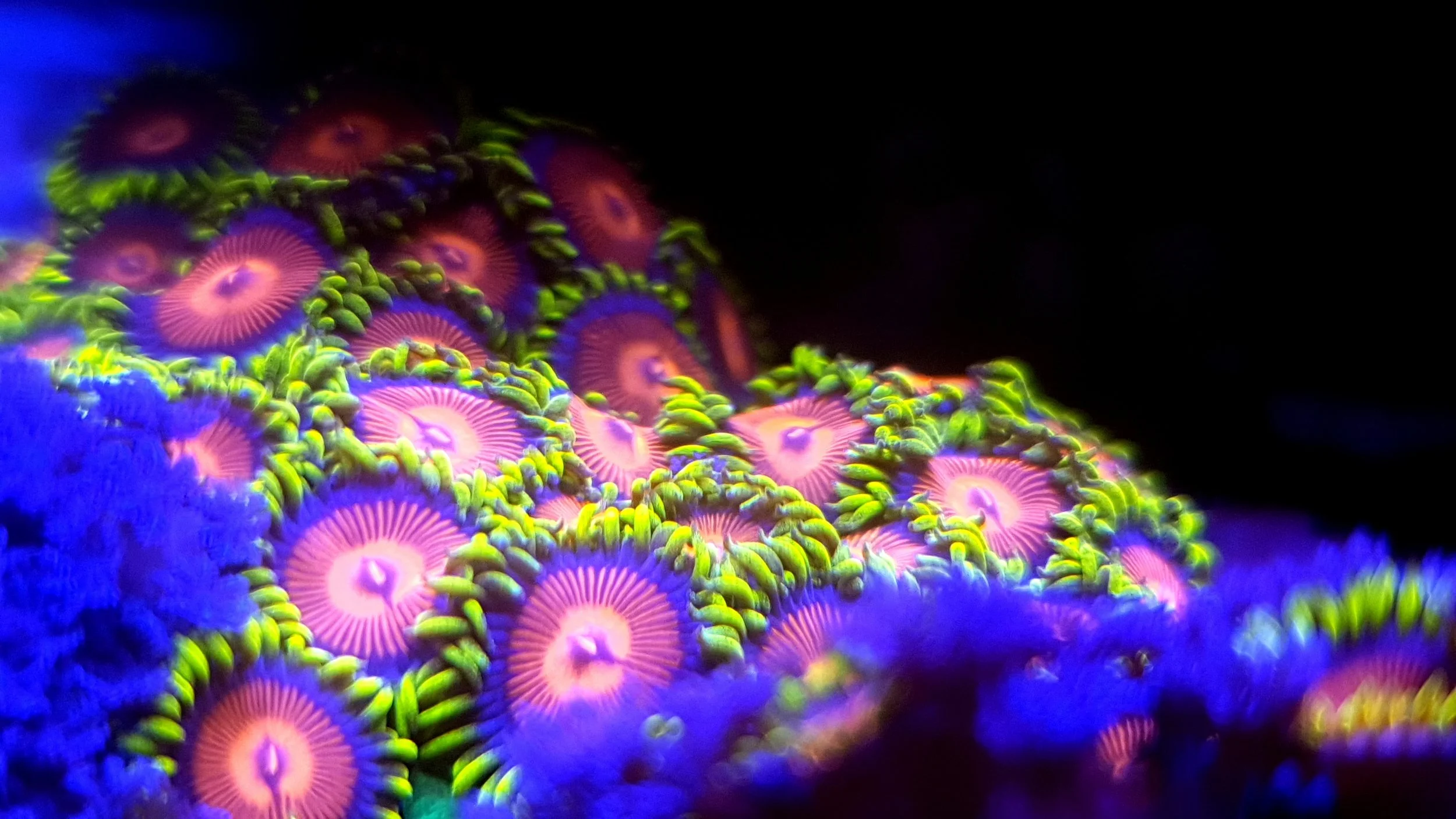 CB Spitfires zoas.jpg