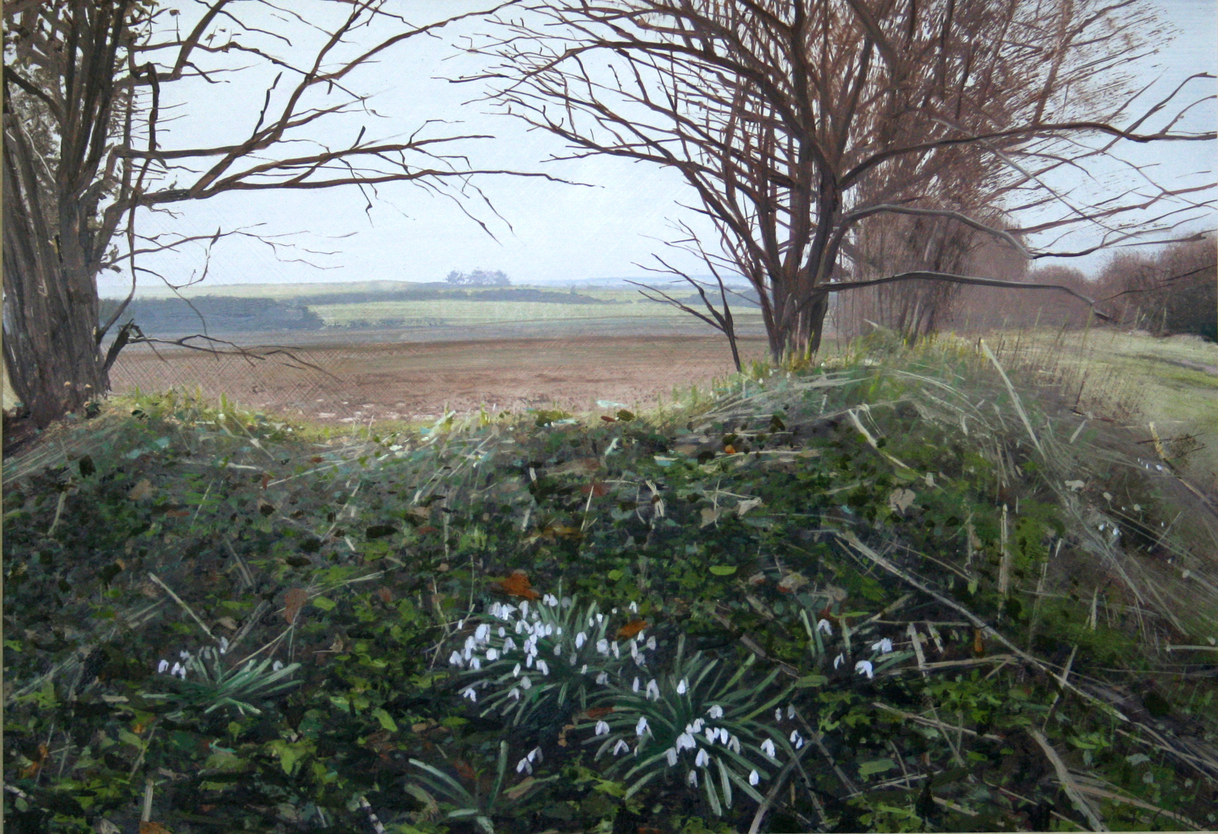 Snowdrops on the Ridgeway