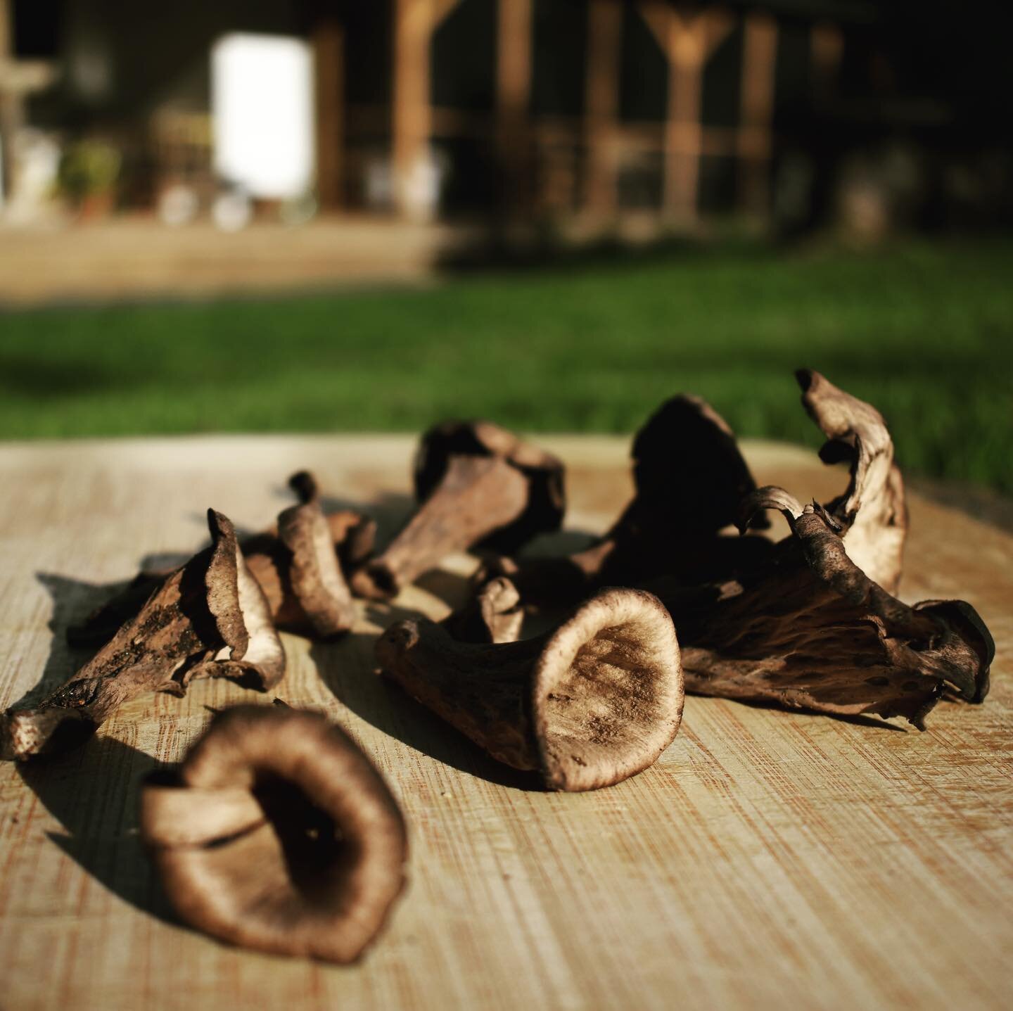 With all the rain we&rsquo;ve been getting, the fruits of the forest have been bountiful. Here are some lovely black trumpet mushrooms.