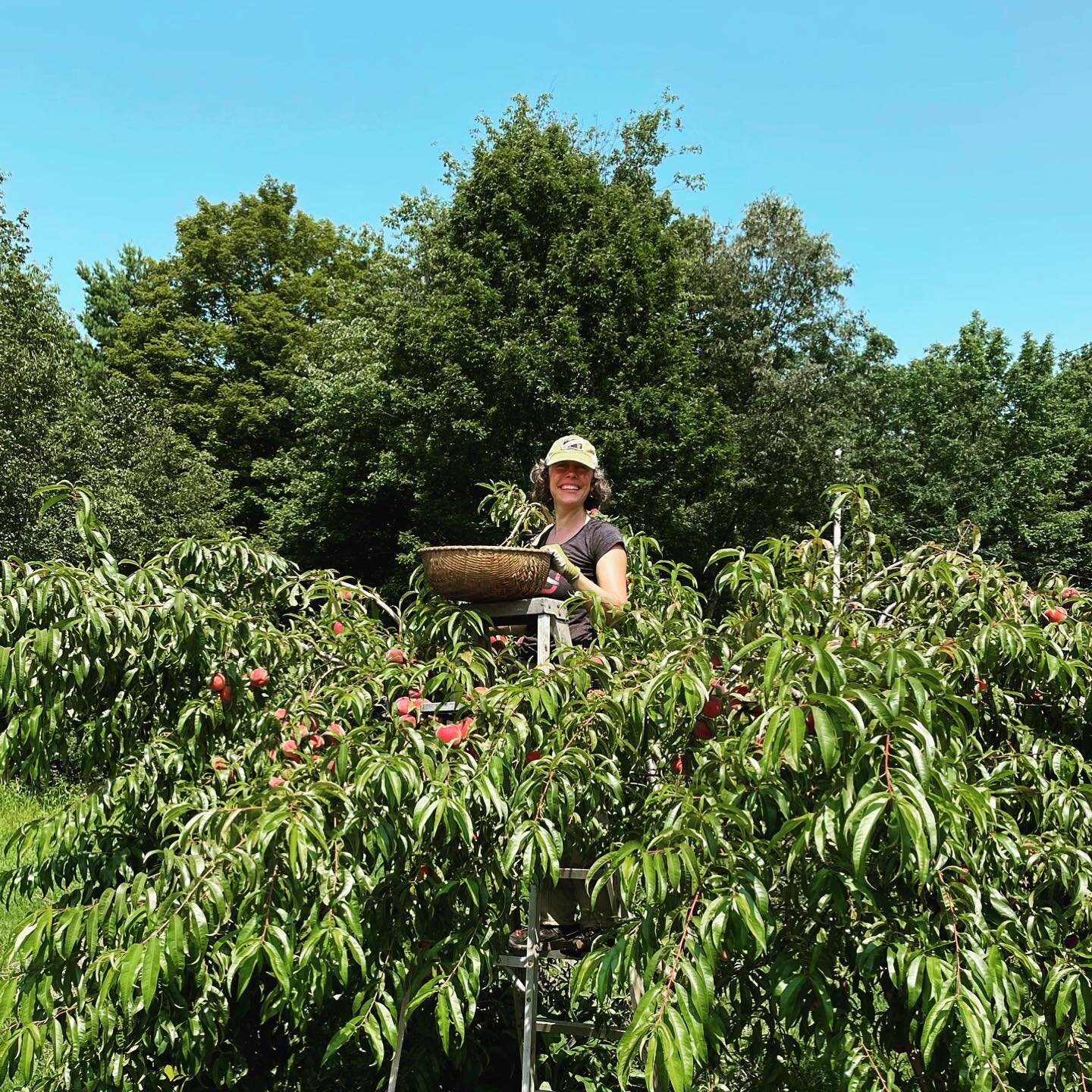 A most glorious peach harvest!