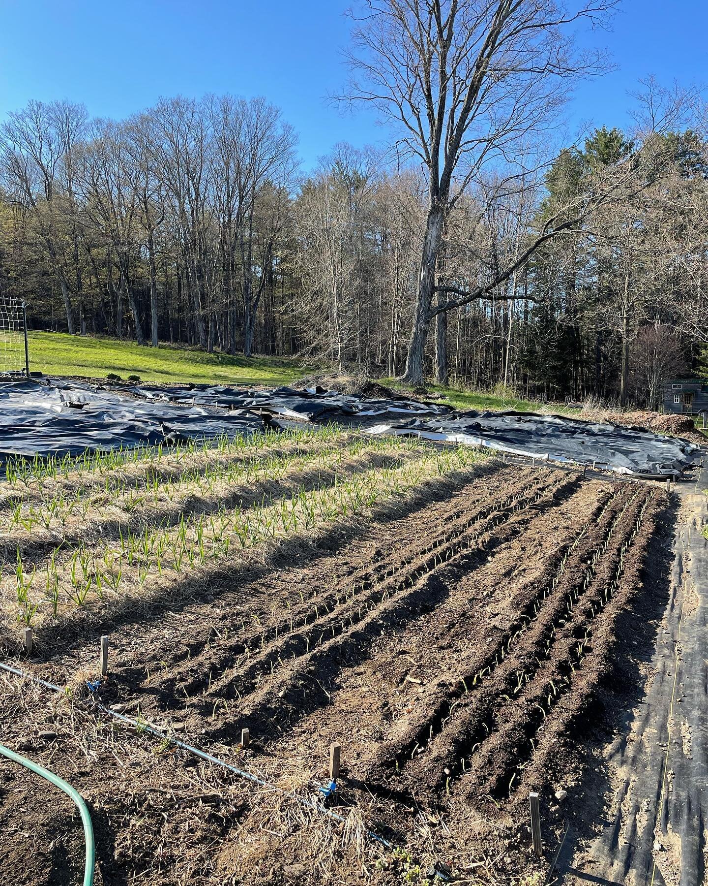 Yellow and red storage onions are in the ground! And take a look at that garlic 😍