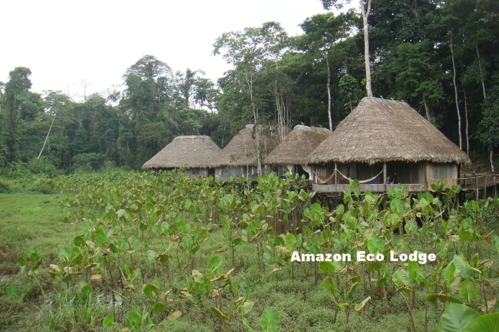 Nigel J Bennett Amazon Eco Lodge