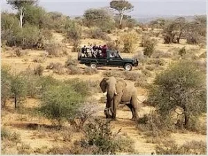 Elephant.jpg